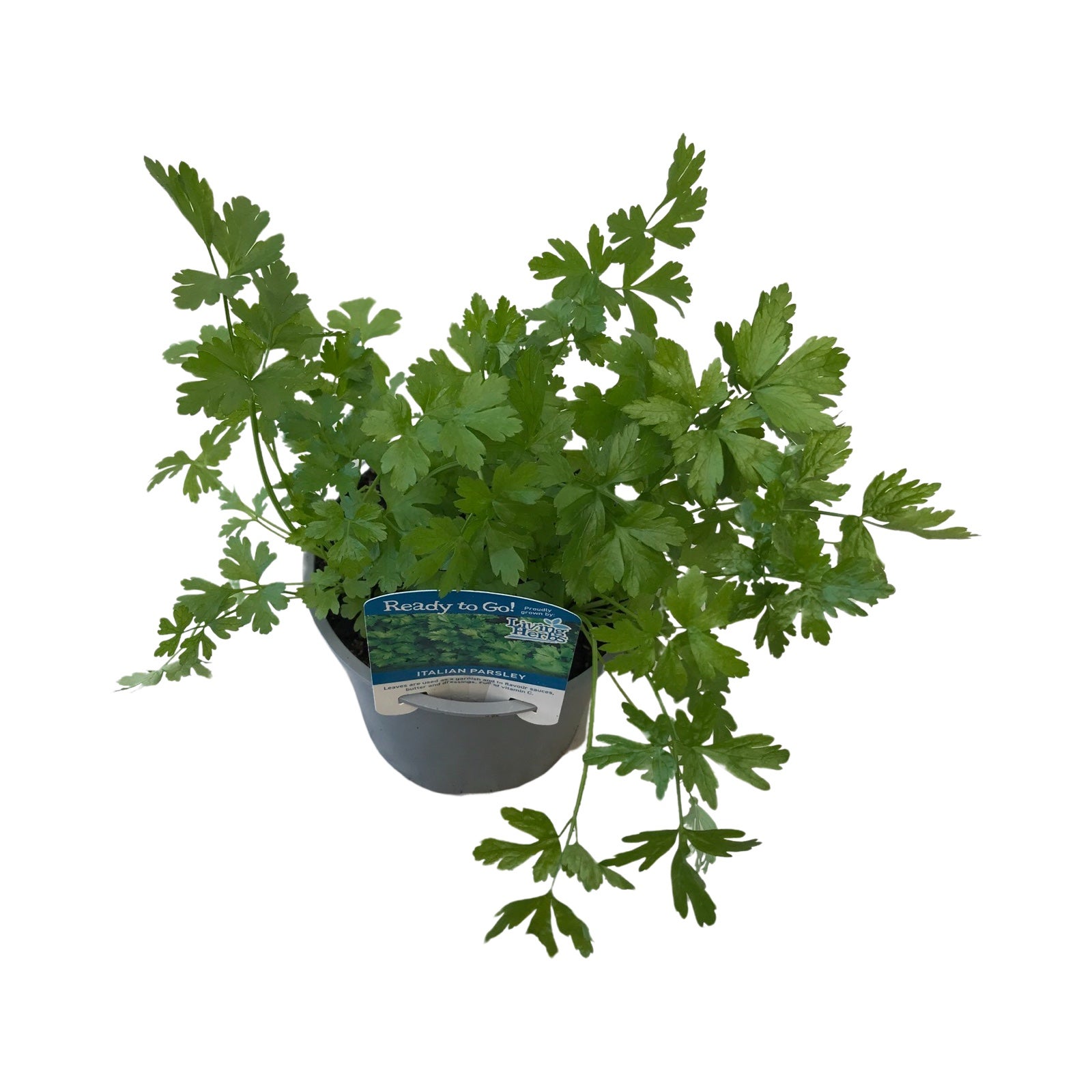 Parsley Italian - Ready To Go 1.5l