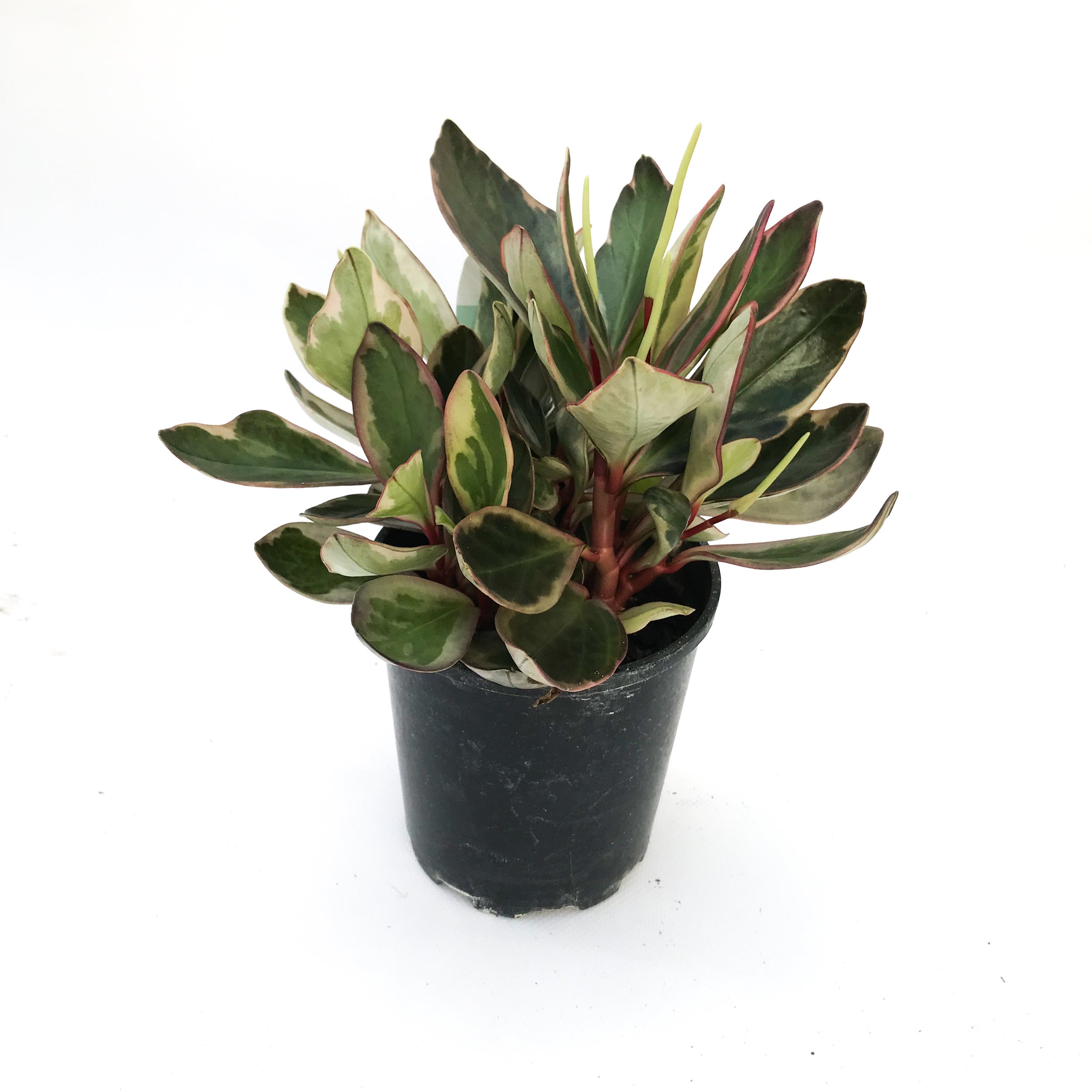 Peperomia Asstd - 120mm