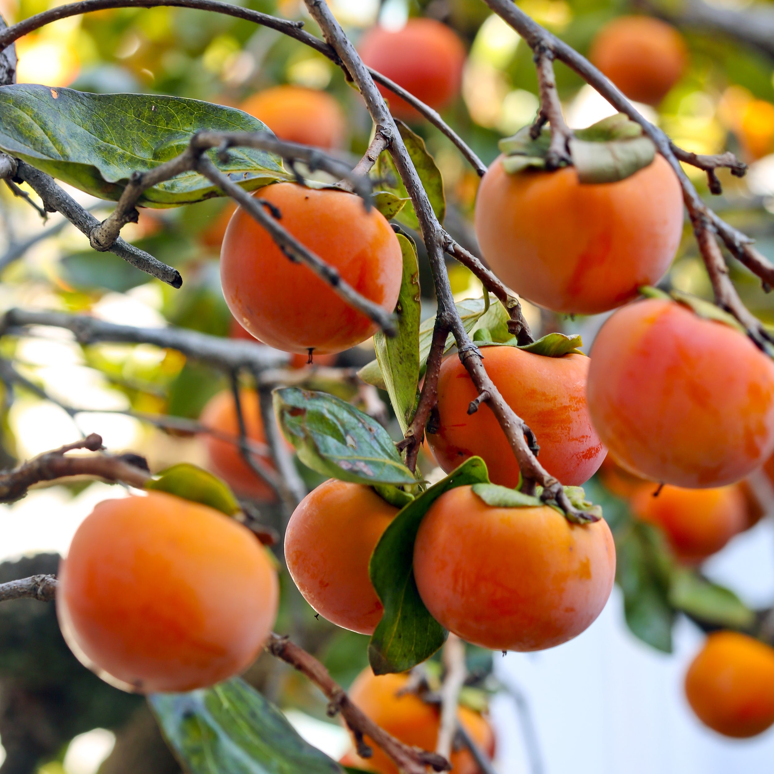 Persimmon Fuyu - Pb10