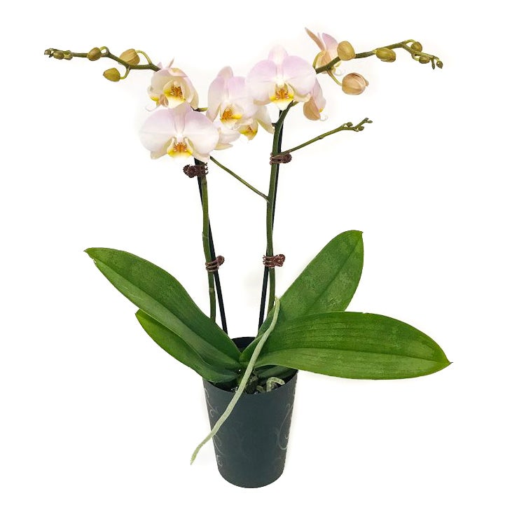 Phalaenopsis (moth Orchid) Colour Double - 120mm