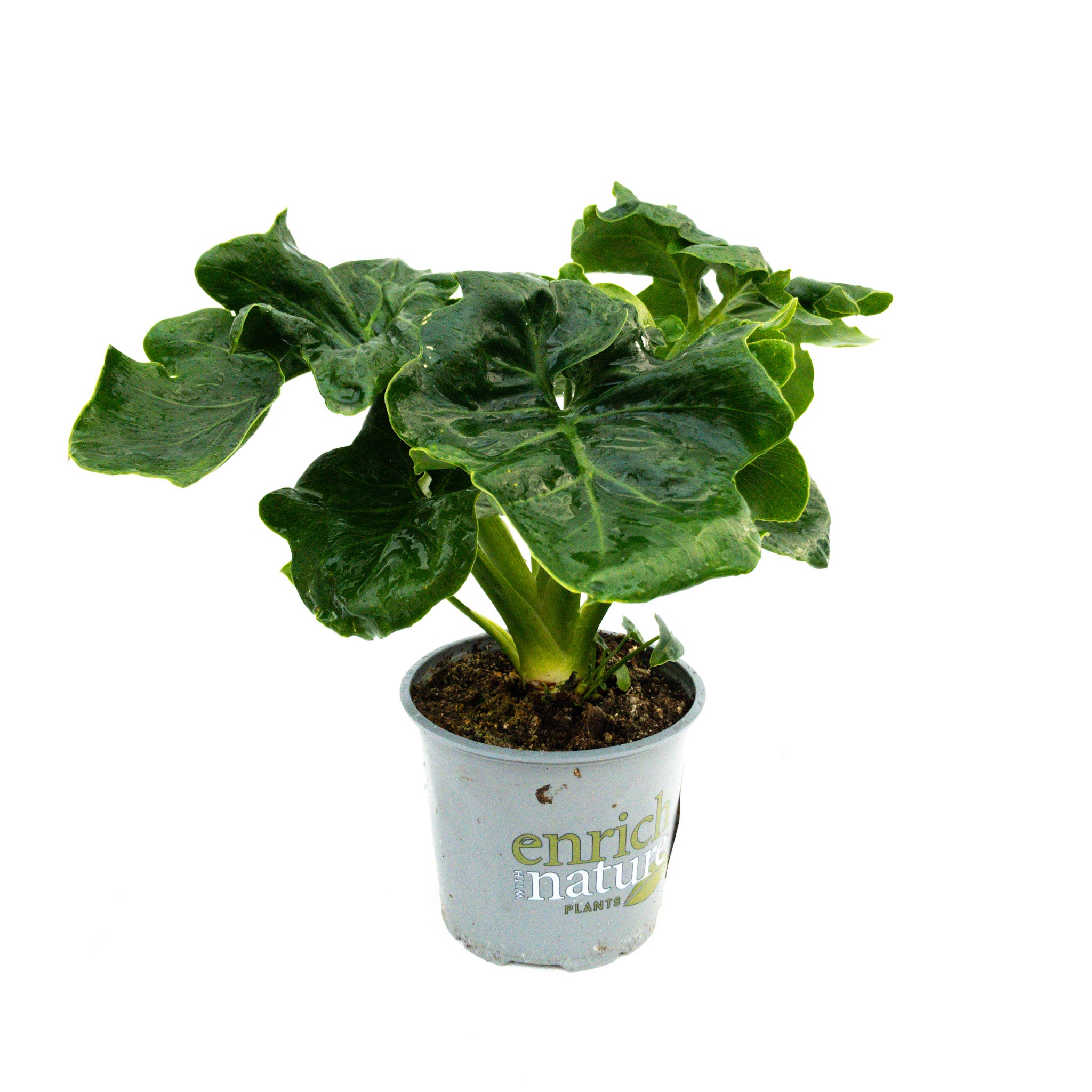 Philodendron Atom - 120mm
