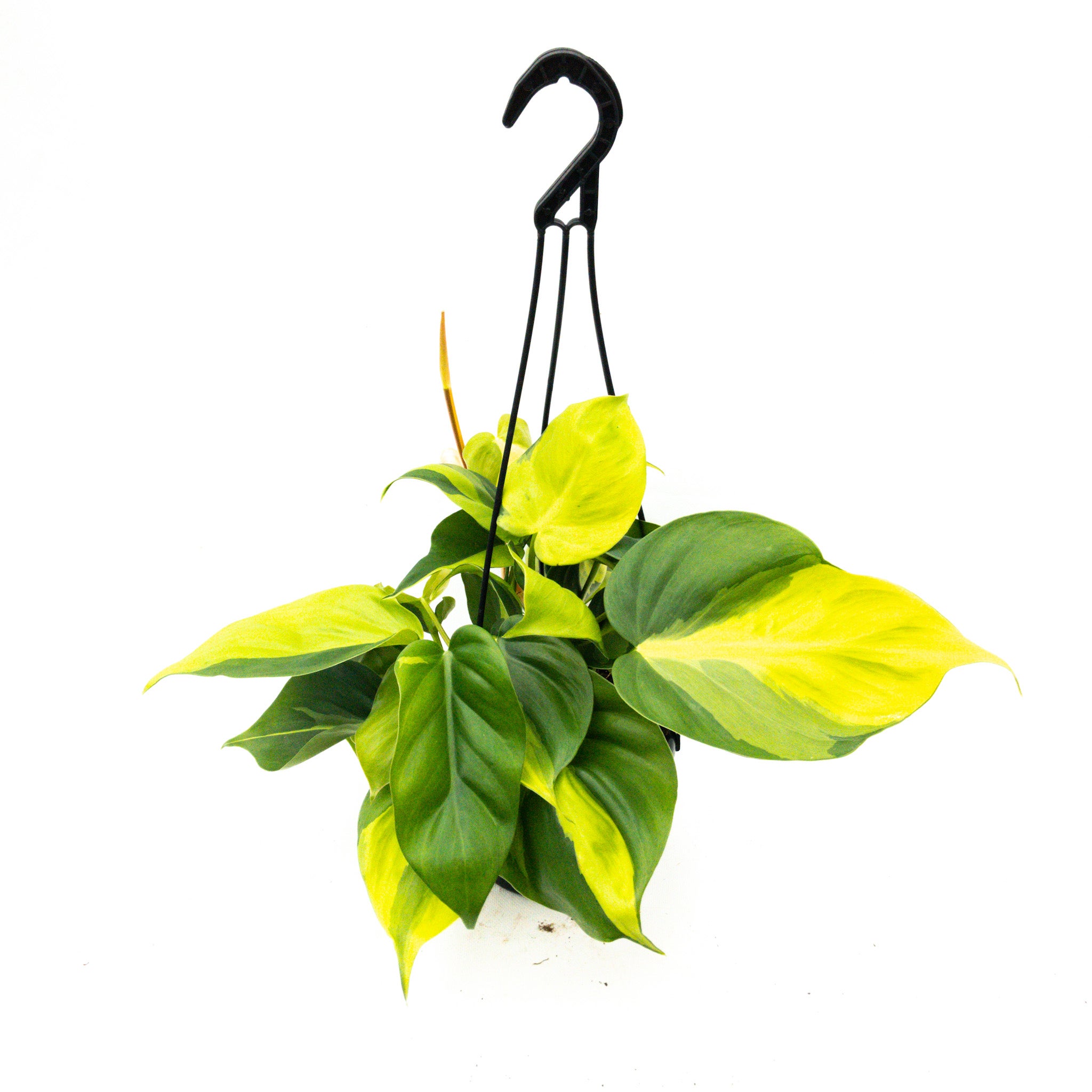 Philodendron Brasil - Basket