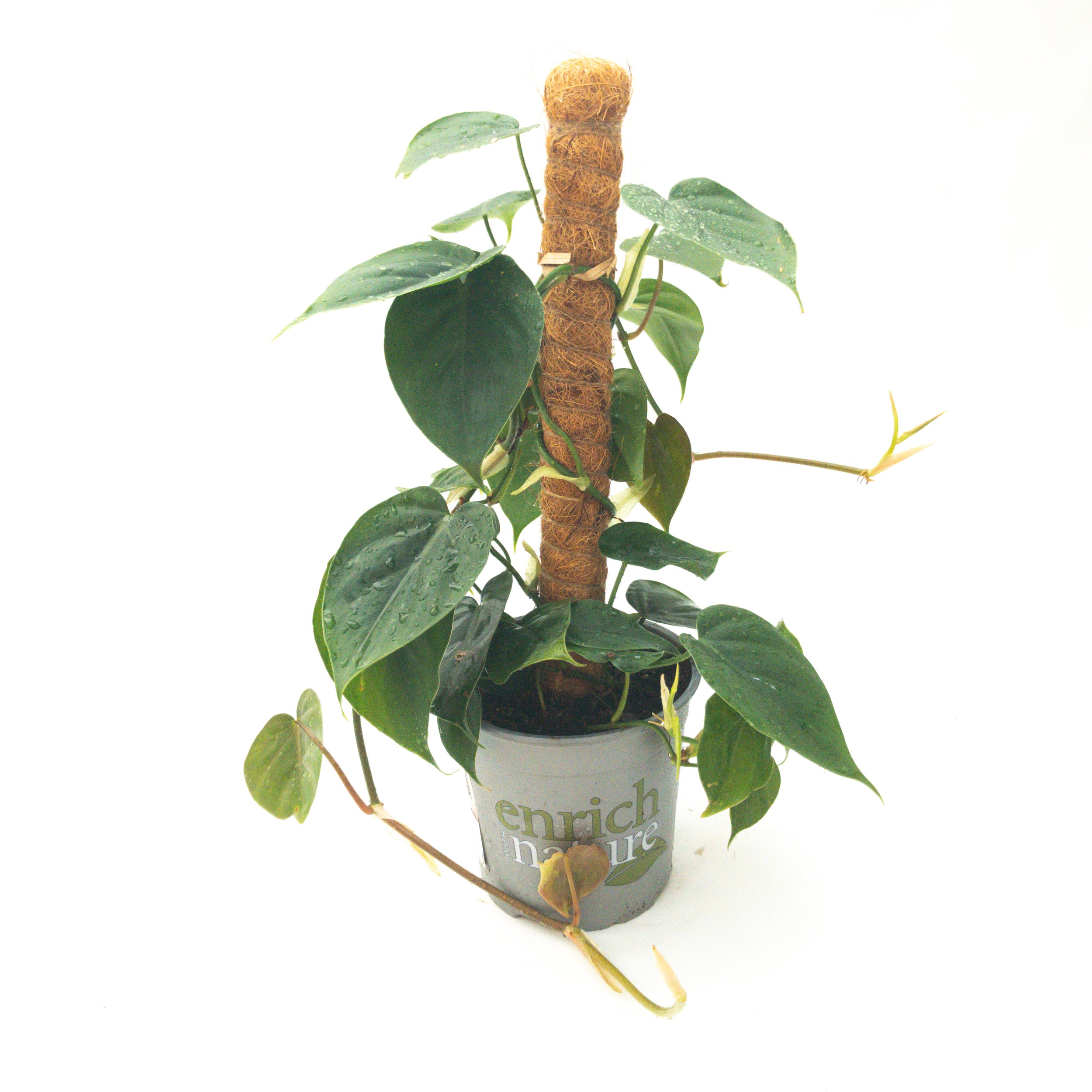 Philodendron Hederaceum (syn. Cordatum) On Pole - 17cm