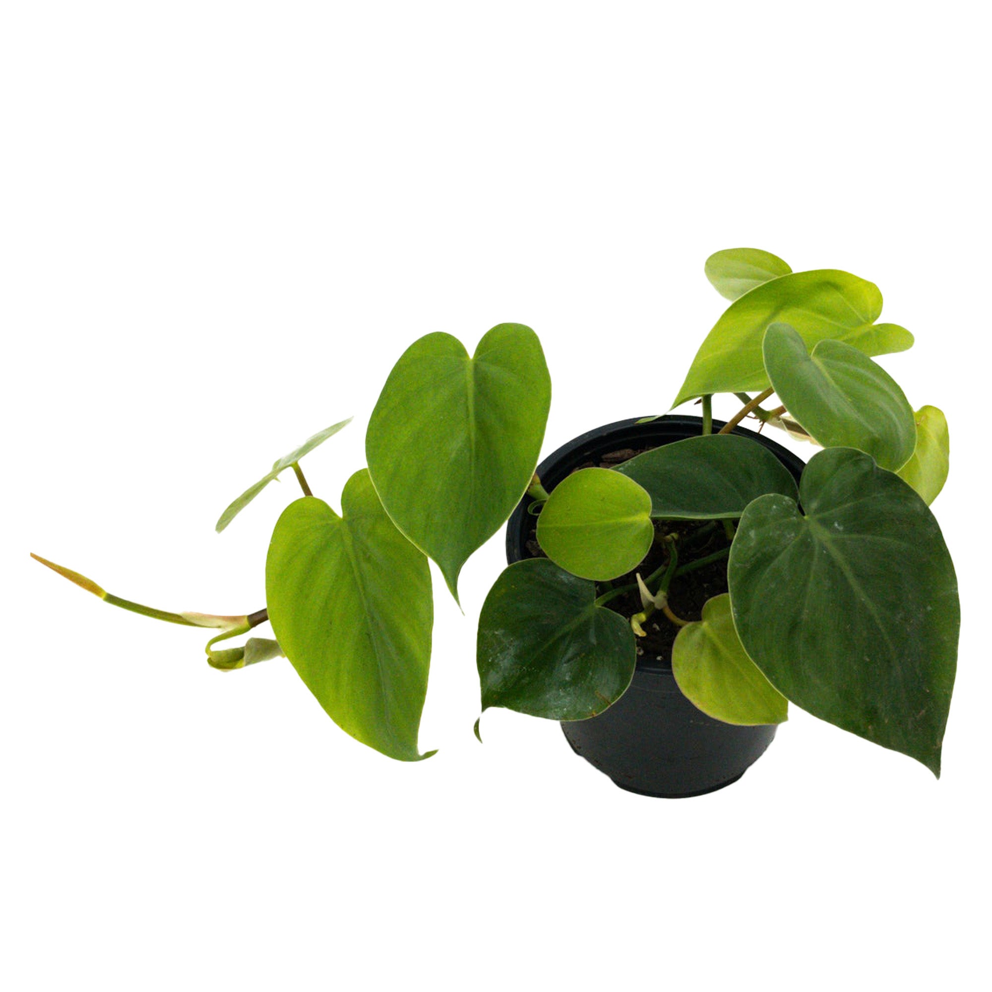 Philodendron Hederaceum 'scandens' (heartleaf Philodendron) - 14cm |  Foliage | Kings Plant Barn | NZ Garden Centres, Shop Online, Cafes