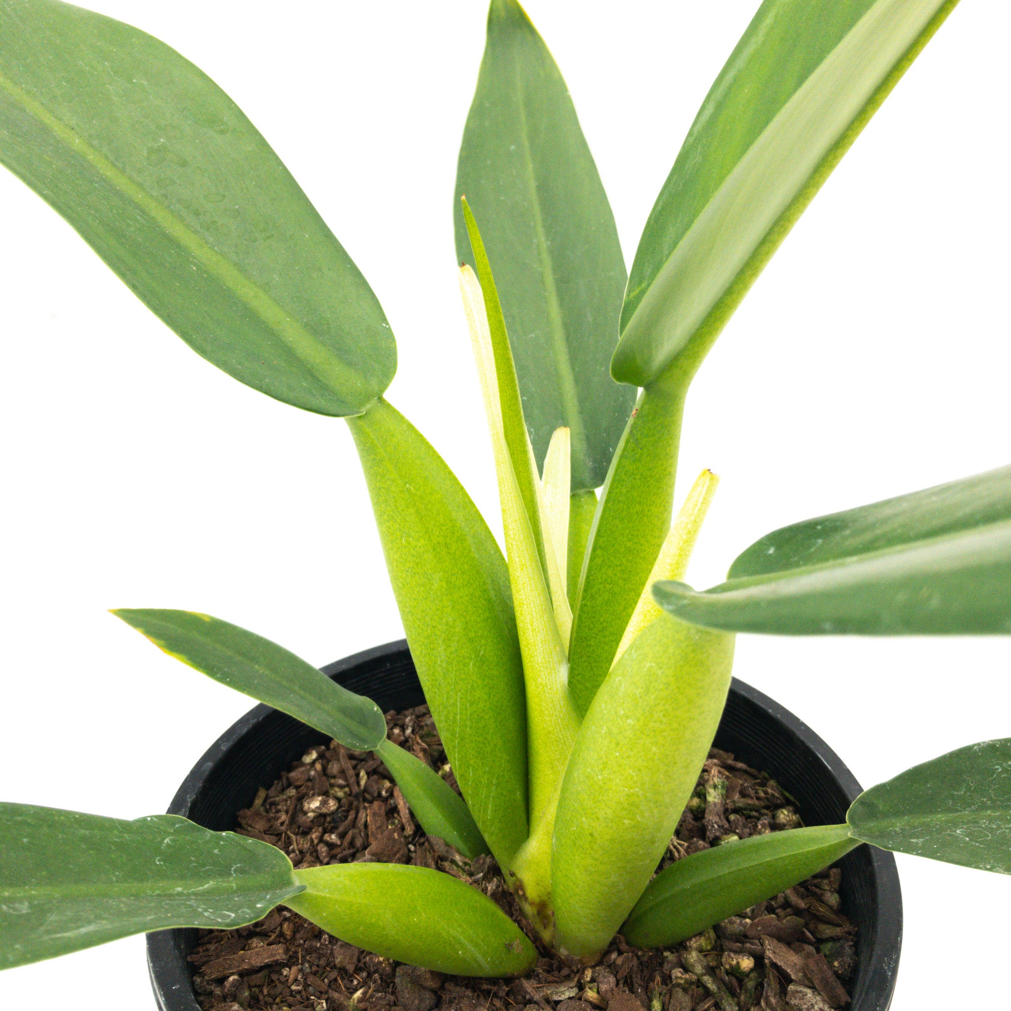 philodendron bob cee variegated Philodendron Bob Cee Variegated