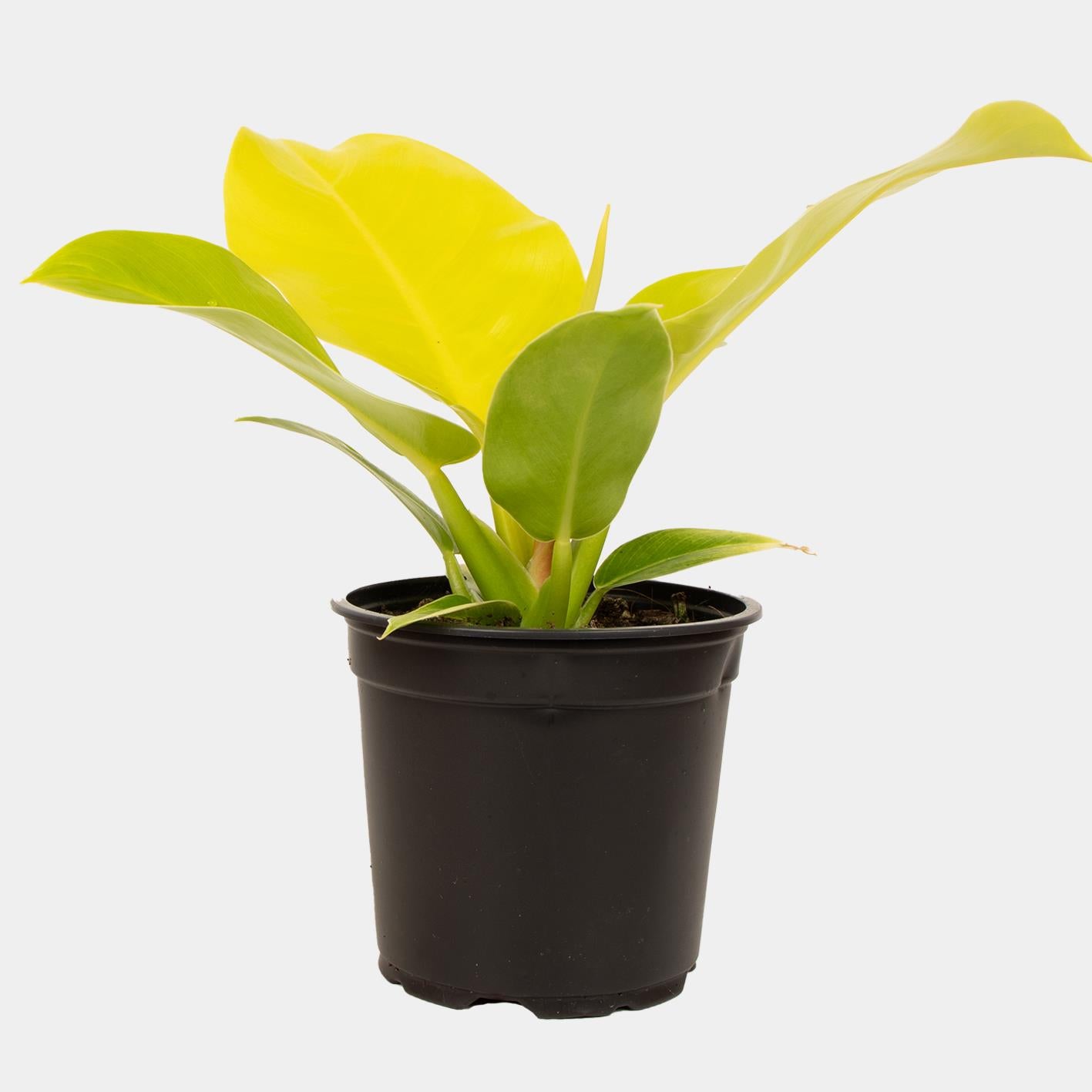 Philodendron Moonlight- 14cm