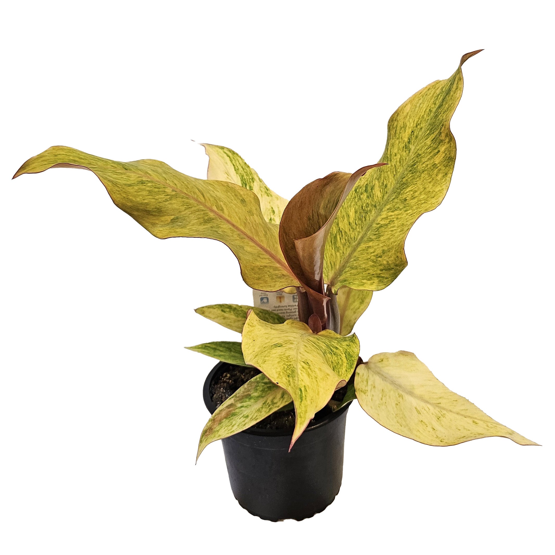 Philodendron Orange Marmalade 14cm