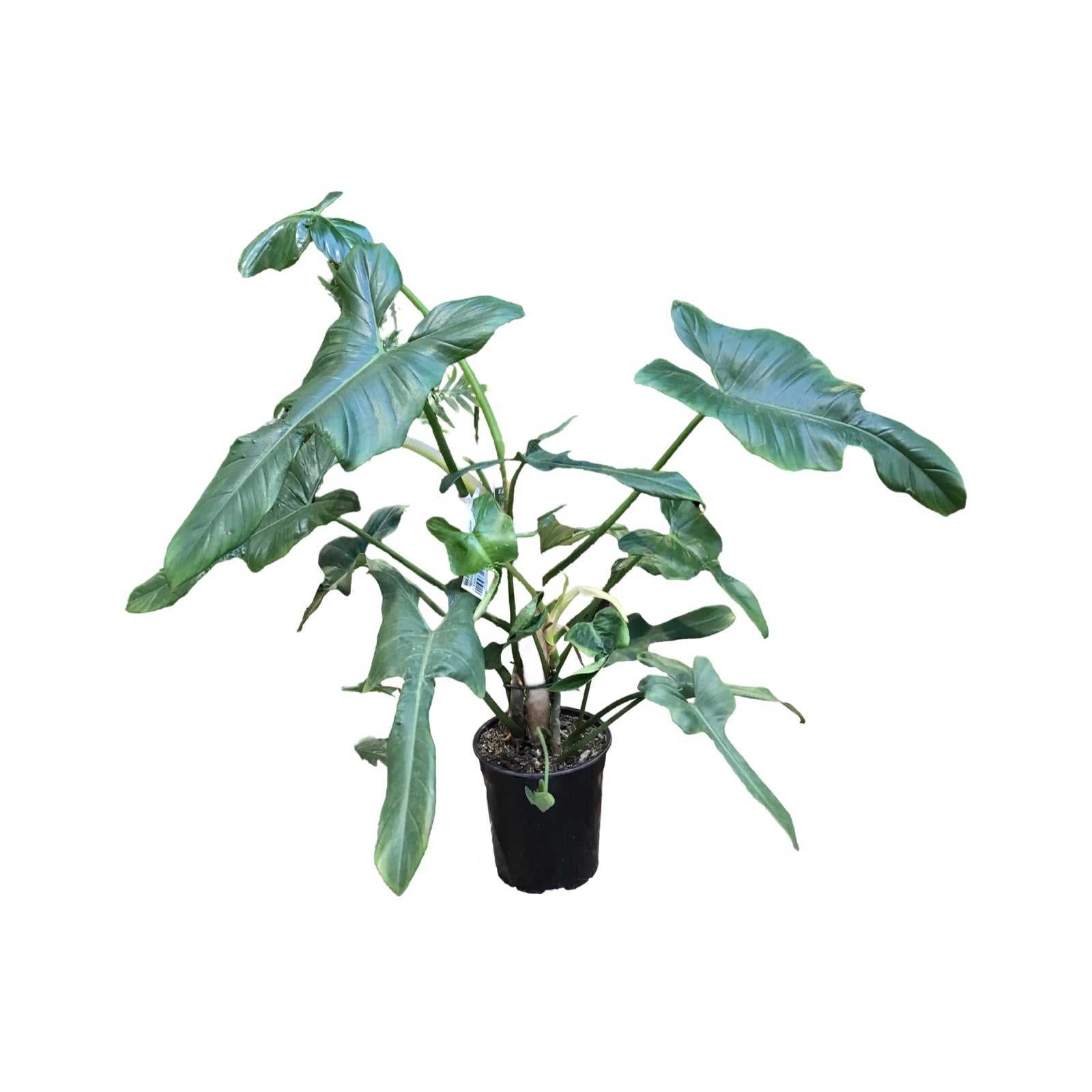 philodendron hamburg Heart Leaf Philodendron 4in