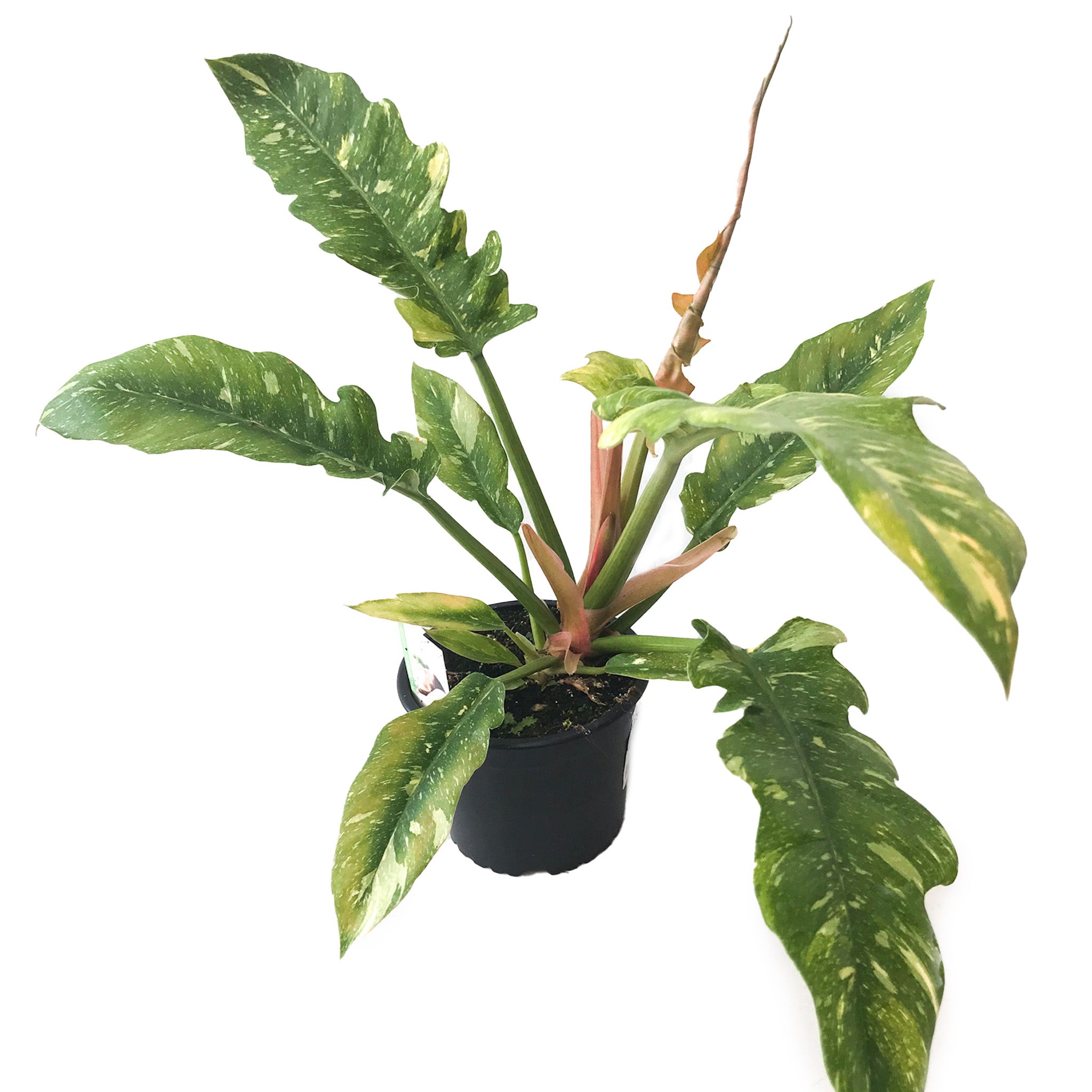 Philodendron Ring Of Fire 14cm