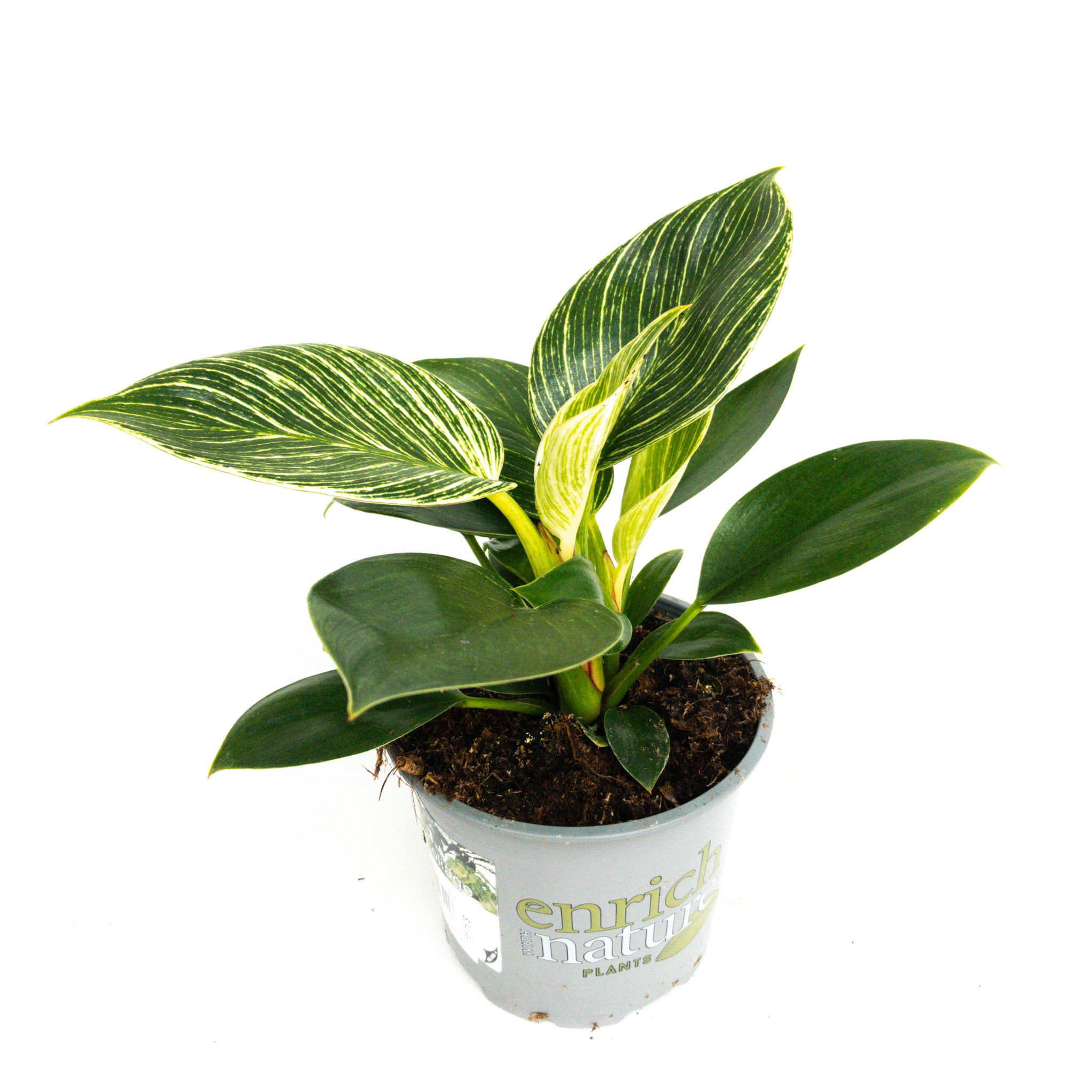 Philodendron Selloum 'birkin' - 12cm
