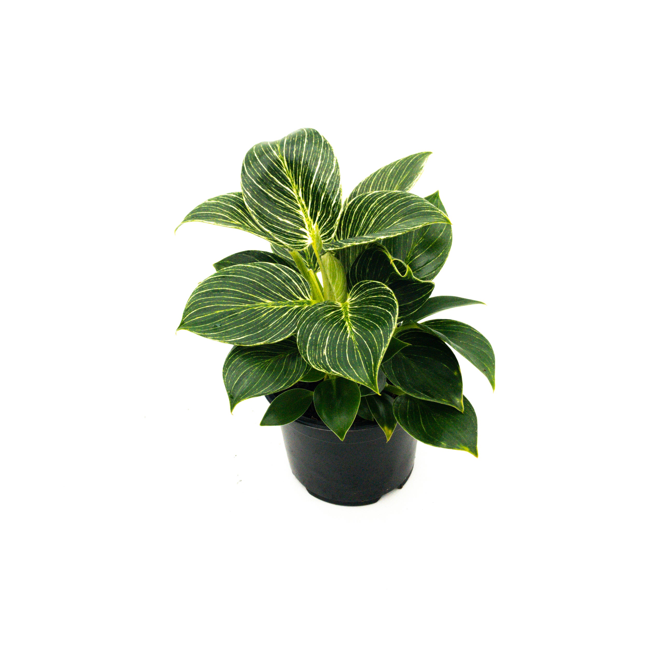 Philodendron Selloum 'birkin' - 14cm
