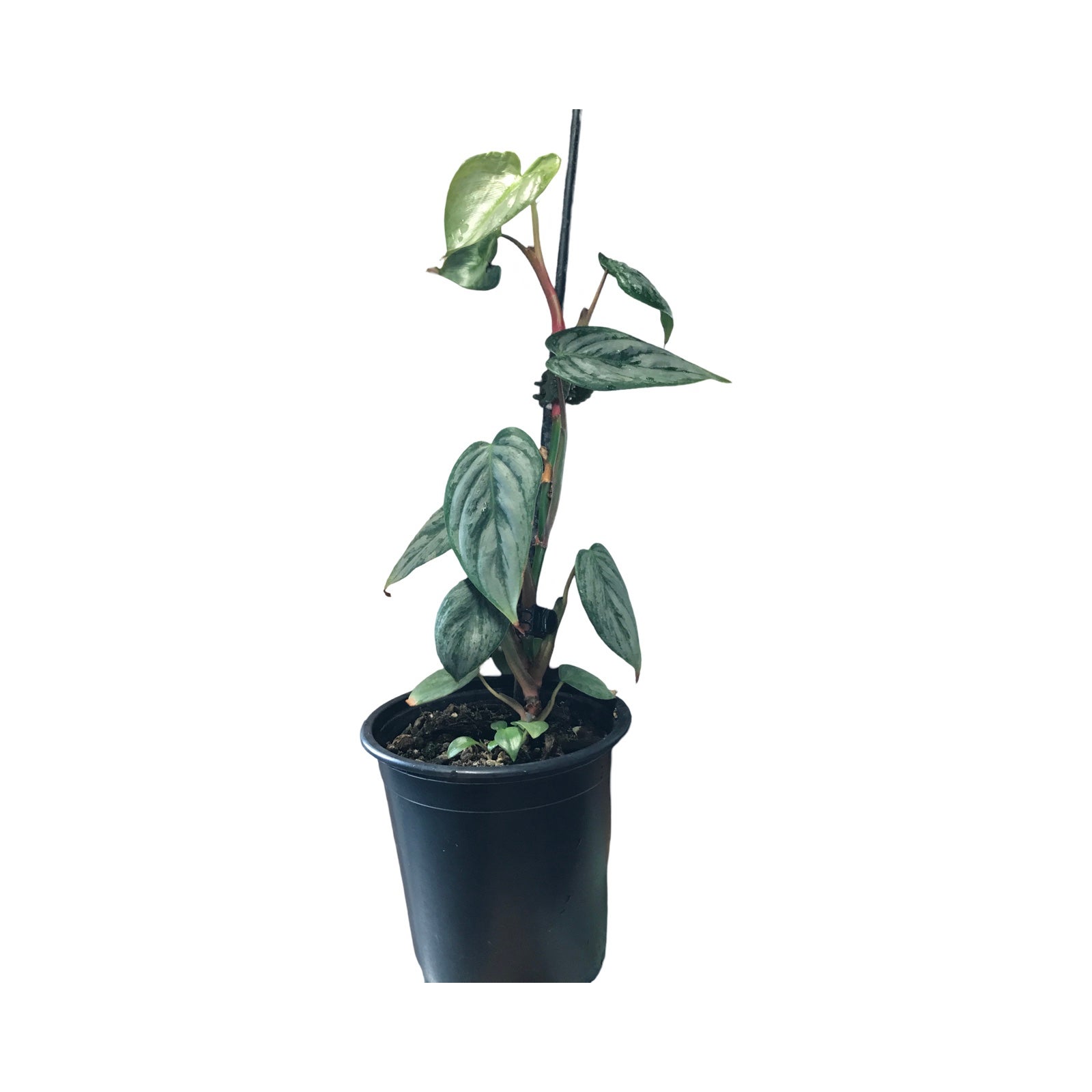 Philodendron Sodiroi - 12cm