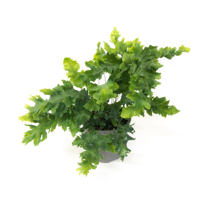 Phlebodium Davana - 12cm