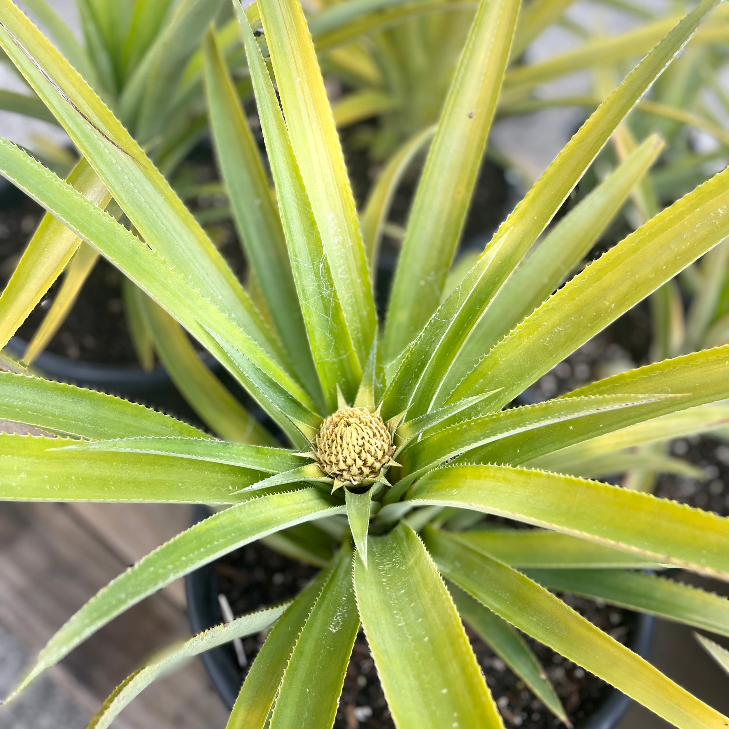 Pineapple 'queen' Ananas Comosus - Medium | Soft Fruit Plants | Kings Plant  Barn | NZ Garden Centres, Shop Online, Cafes