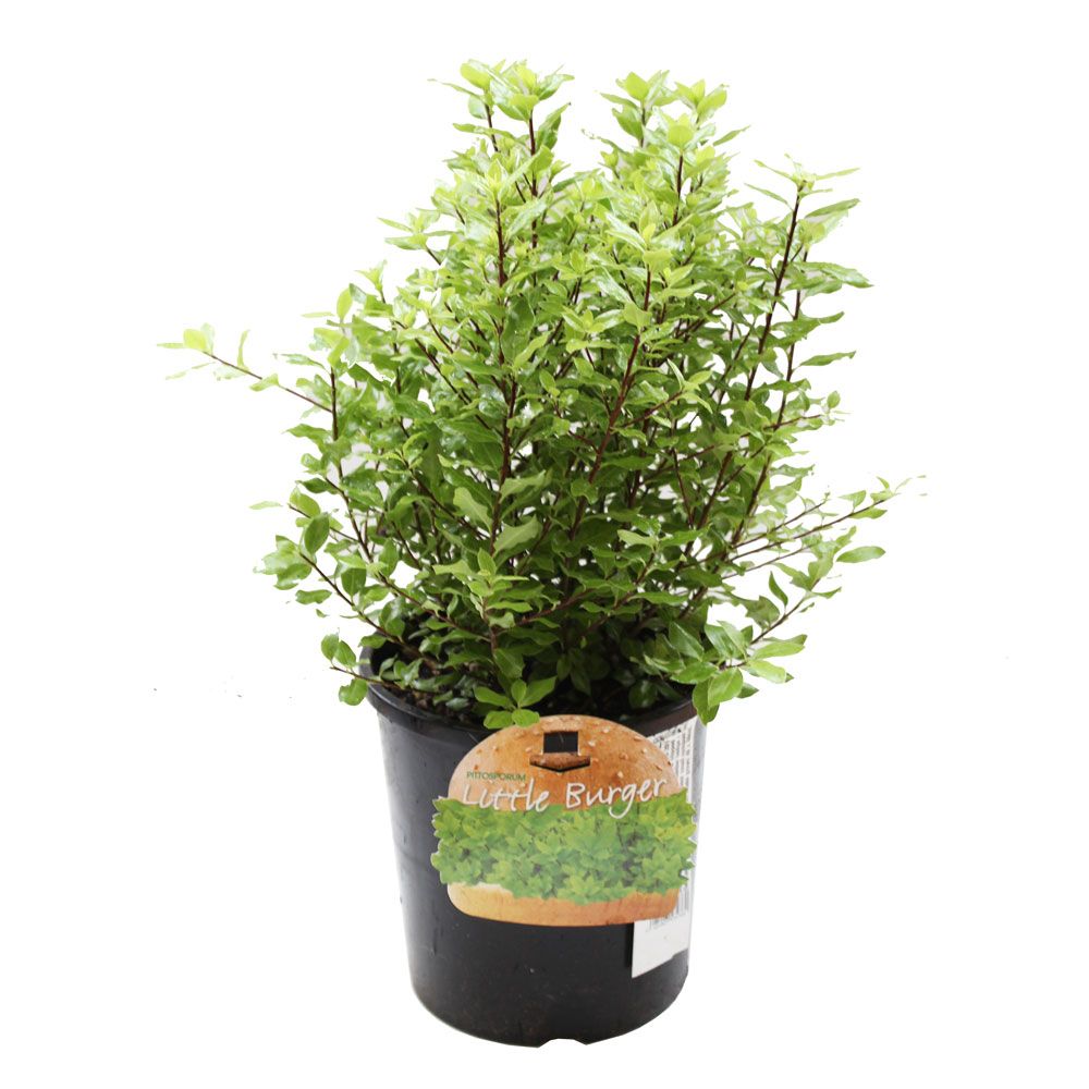 Pittosporum Tenuifolium 'little Burger' - 2.4l