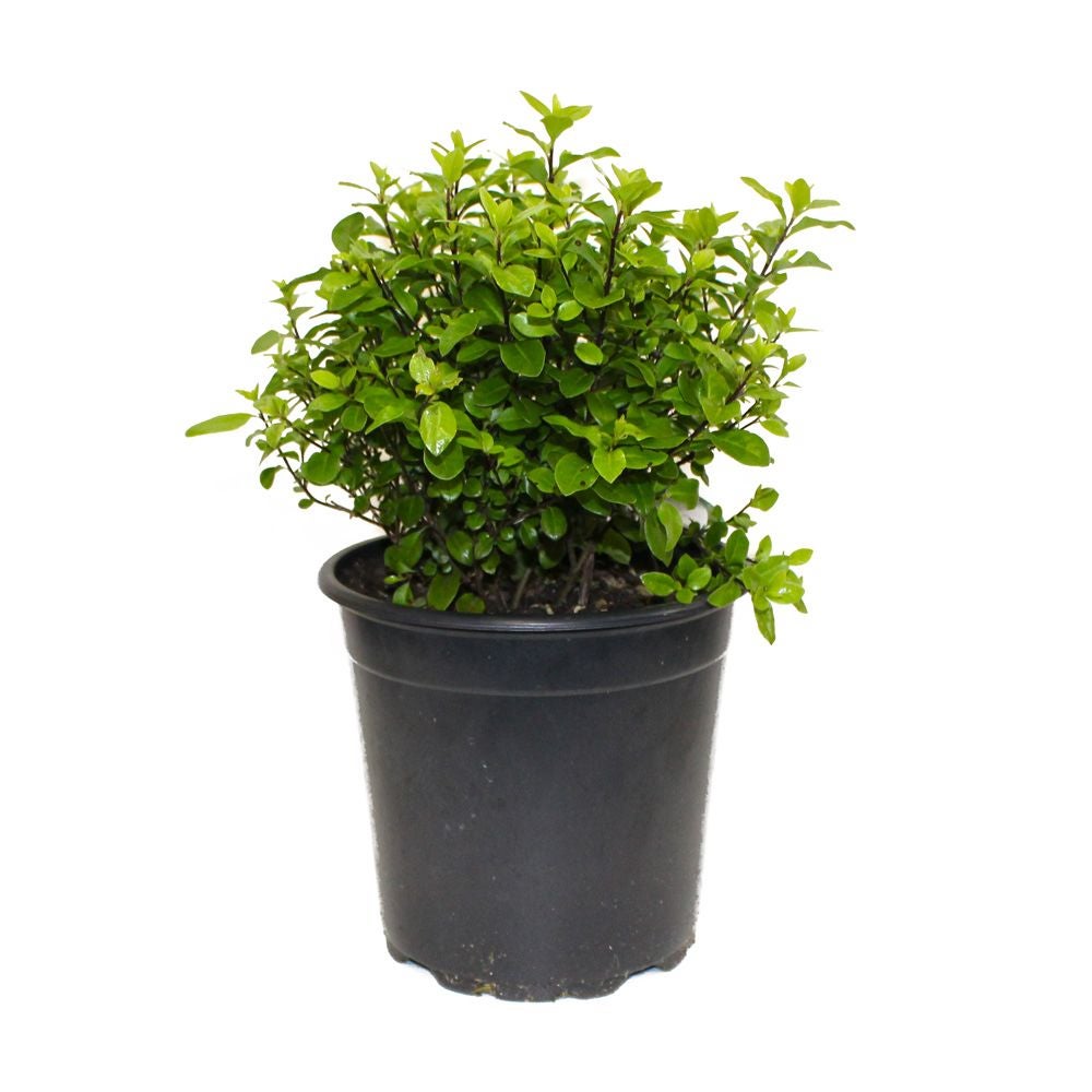 Kings Pittosporum Tenuifolium 'little Kiwi' - 2.5l