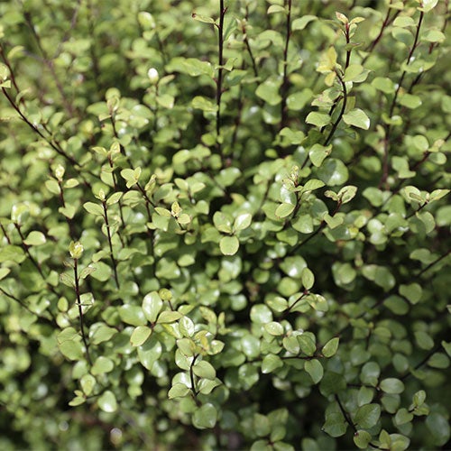 Pittosporum Oliver Twist 2.5l