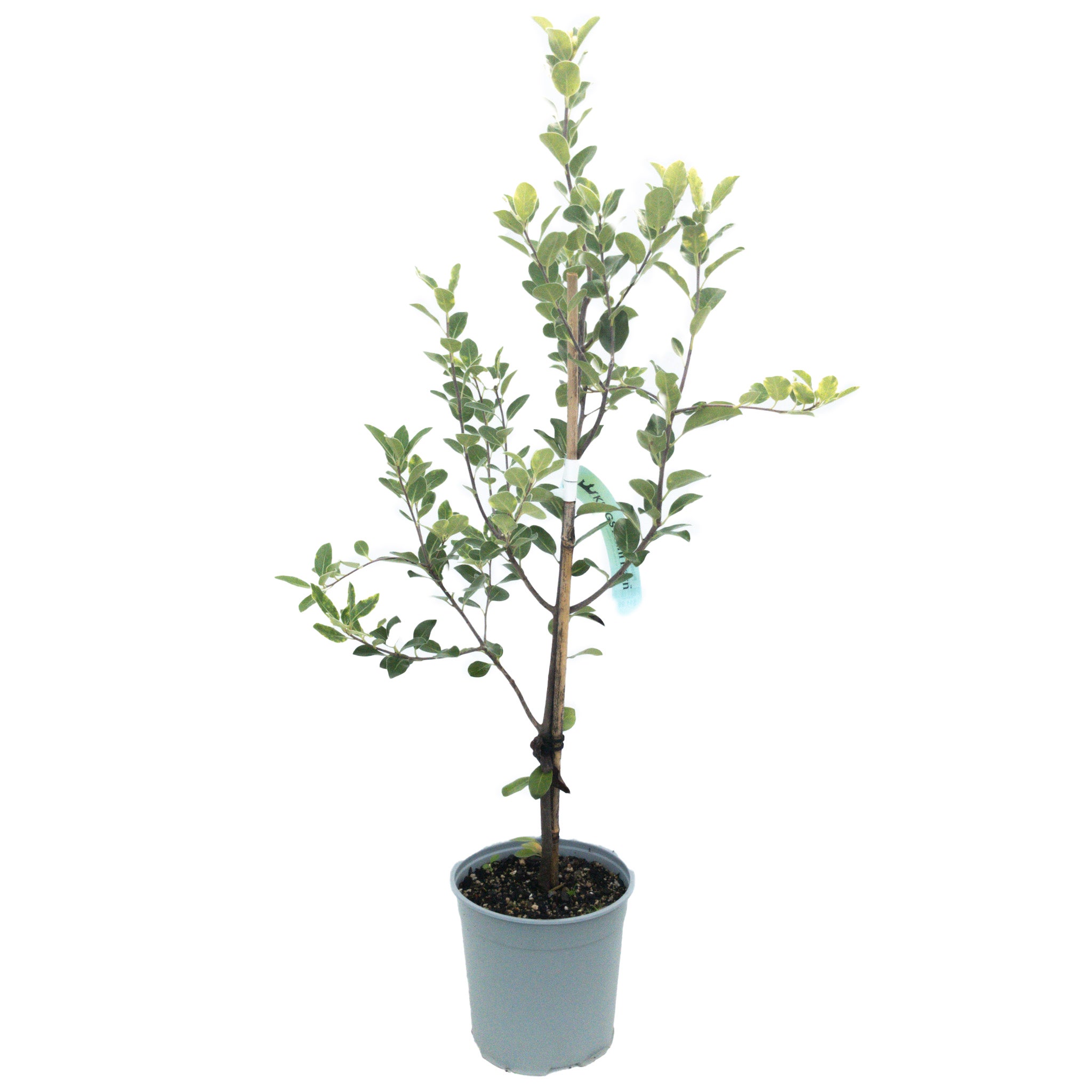 Pittosporum Ralphii  Stephens Island - 2.5l