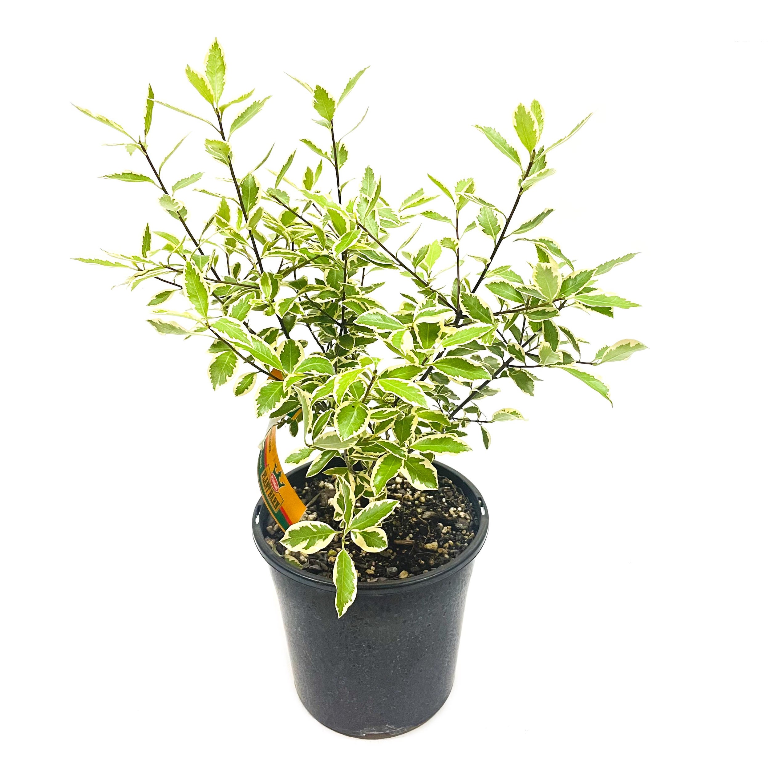 Pittosporum Tenuifolium 'variegatum' - 4l