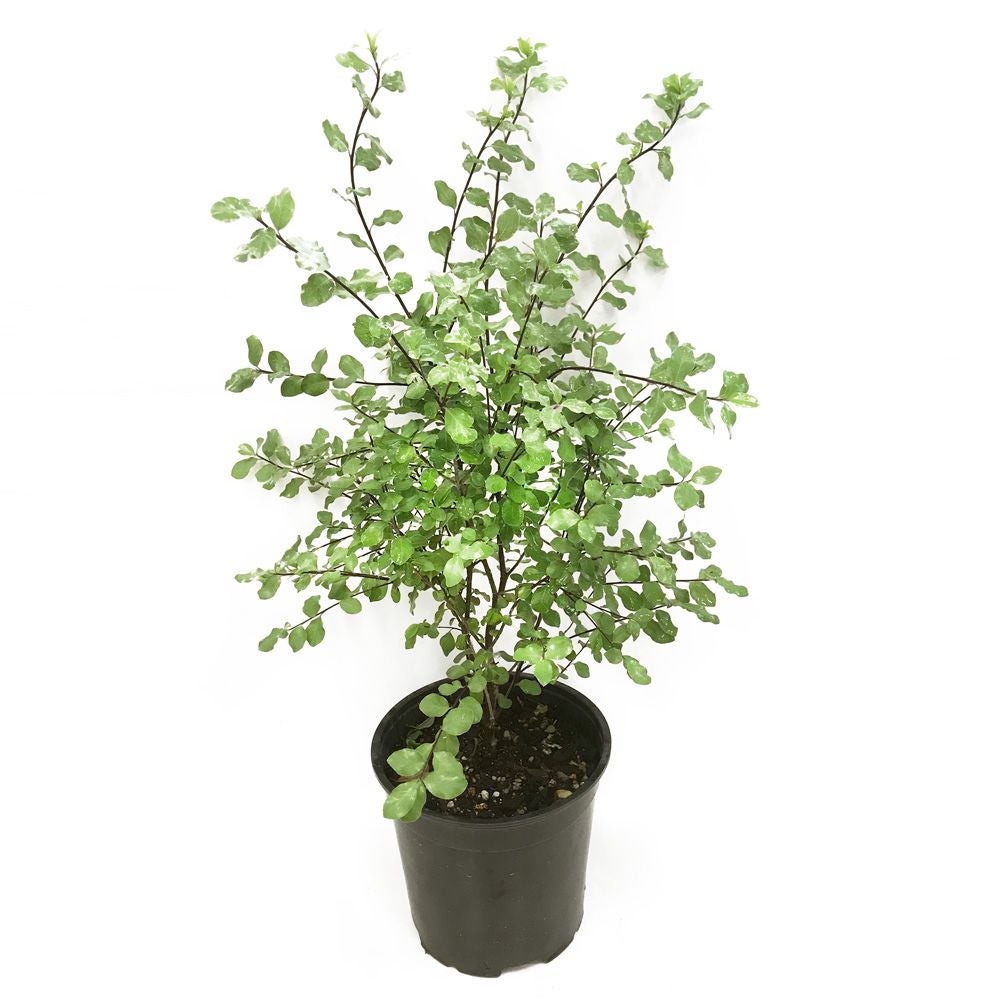 Pittosporum Tenuifolium 'wrinkled Blue' - 2.5l