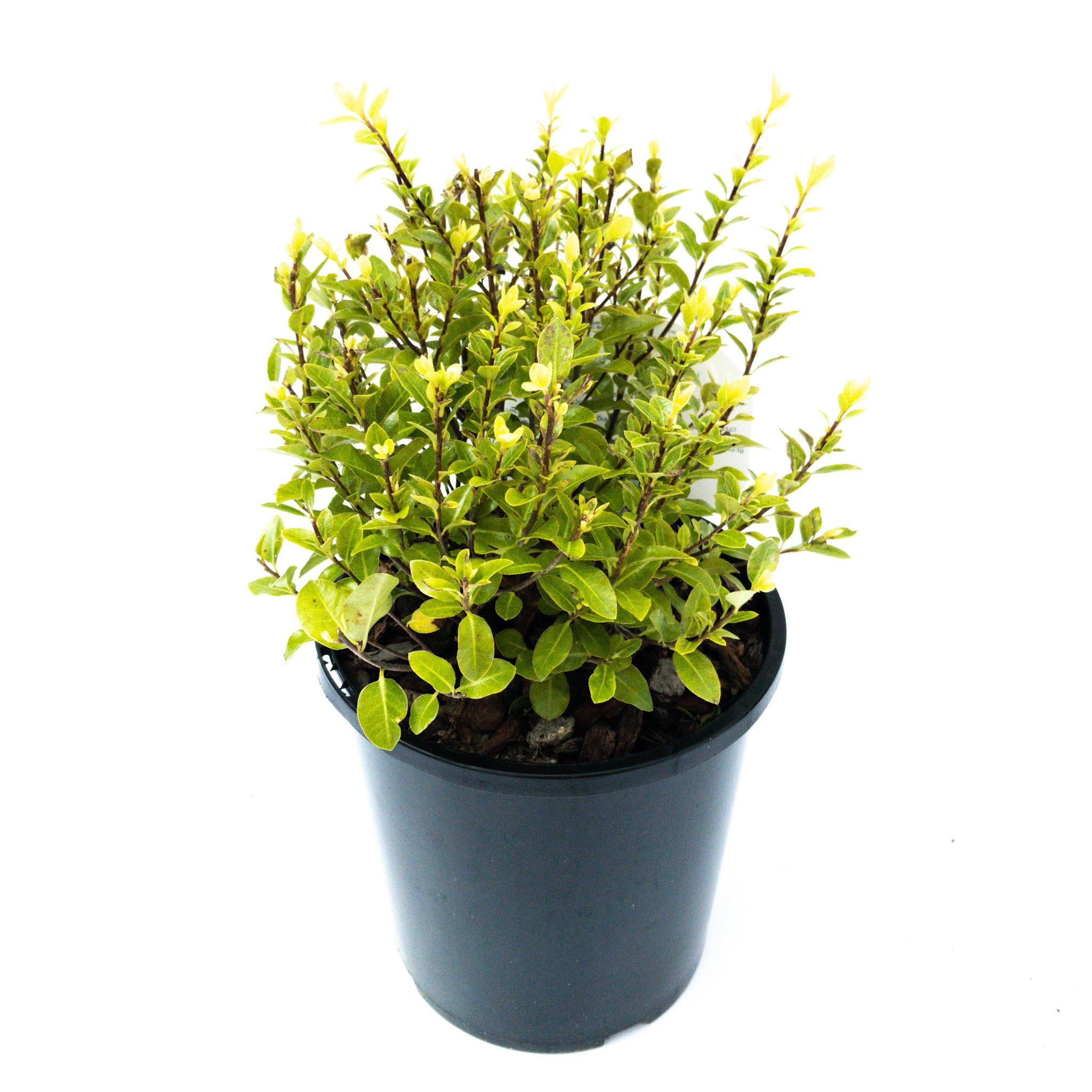 Pittosporum Tenuifolium 'golf Ball' - 2.4l