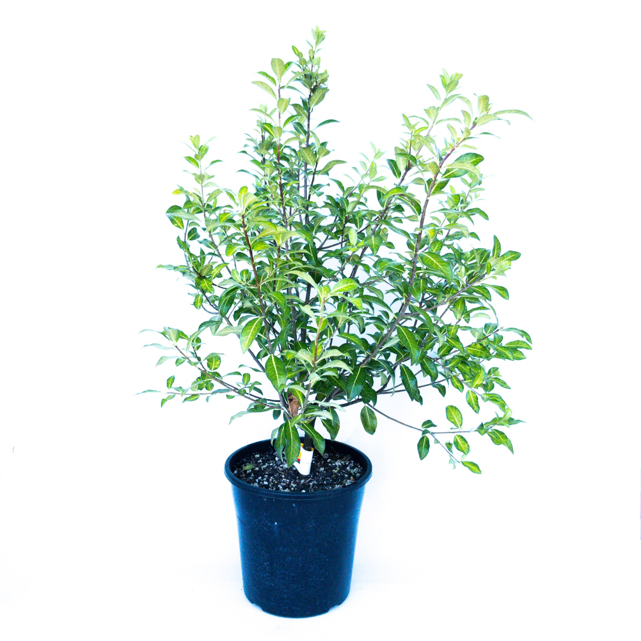 Pittosporum Tenuifolium 'limelight' - 4l