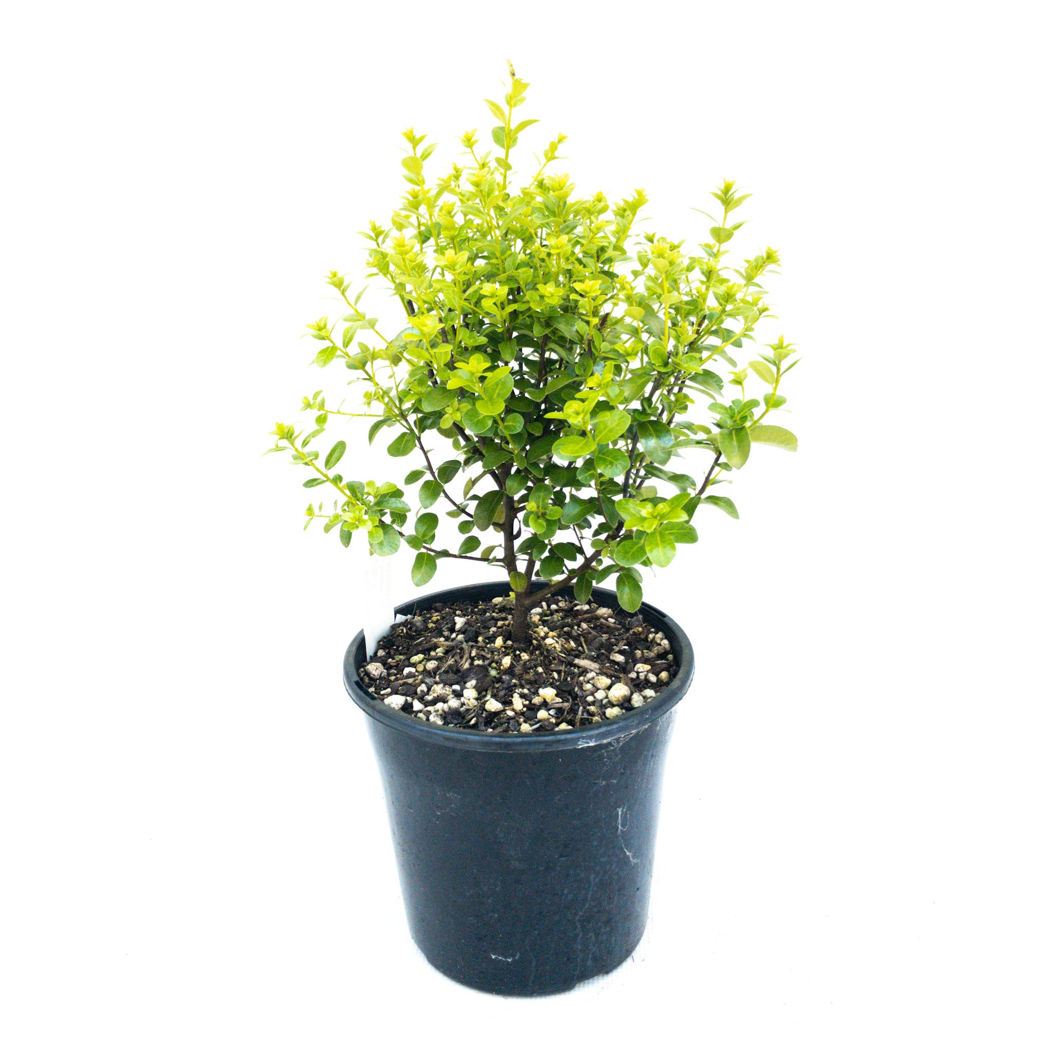 Pittosporum Tenuifolium 'mountain Green' - 4l