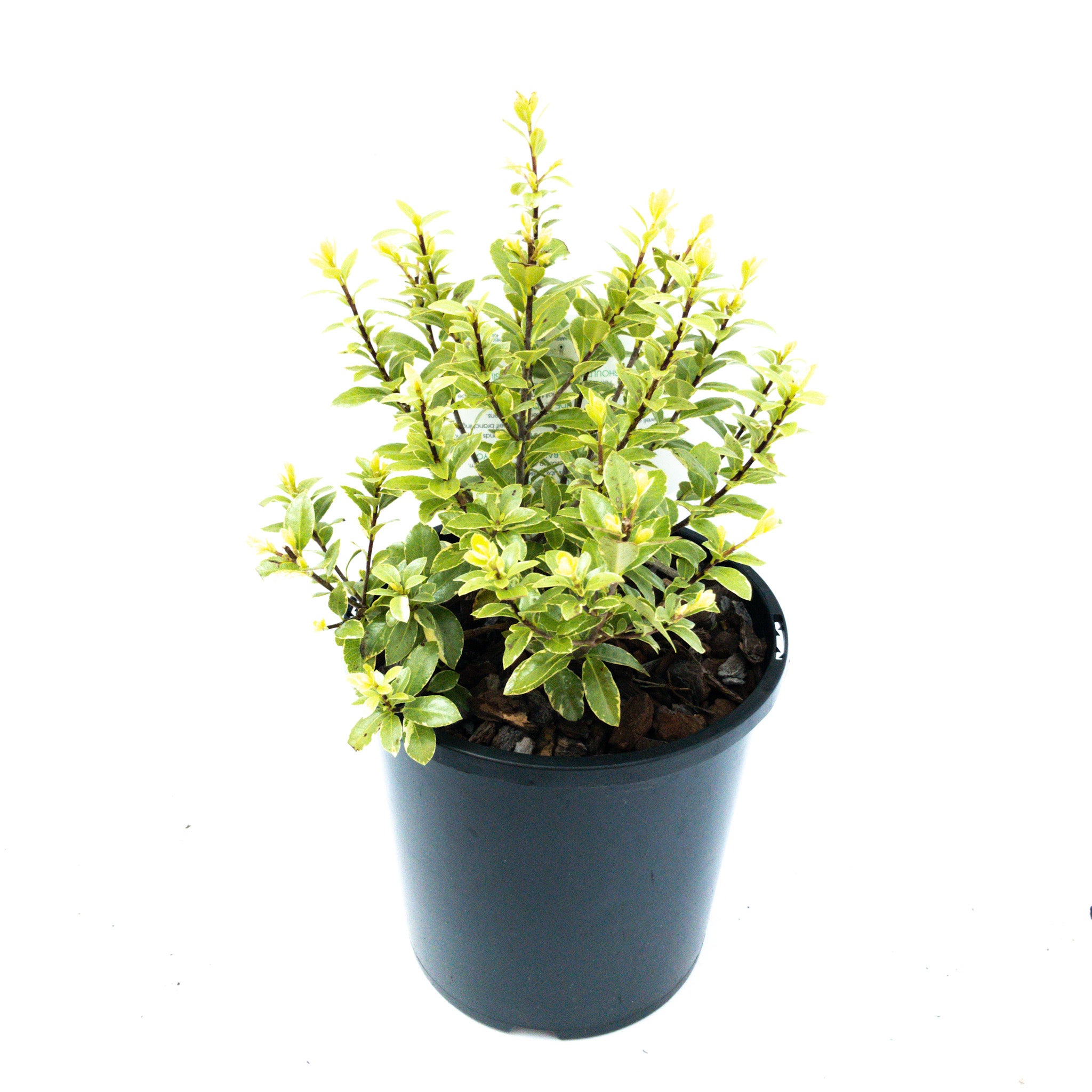 Pittosporum Tenuifolium 'silver Ball' - 2.4l