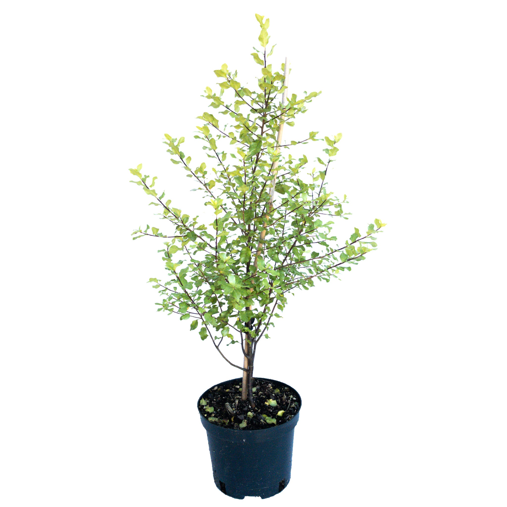 Pittosporum Tenuifolium Wrinkled Blue 2.5l