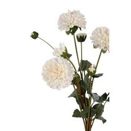 Pompon Dahlia Bundle X3 Cream