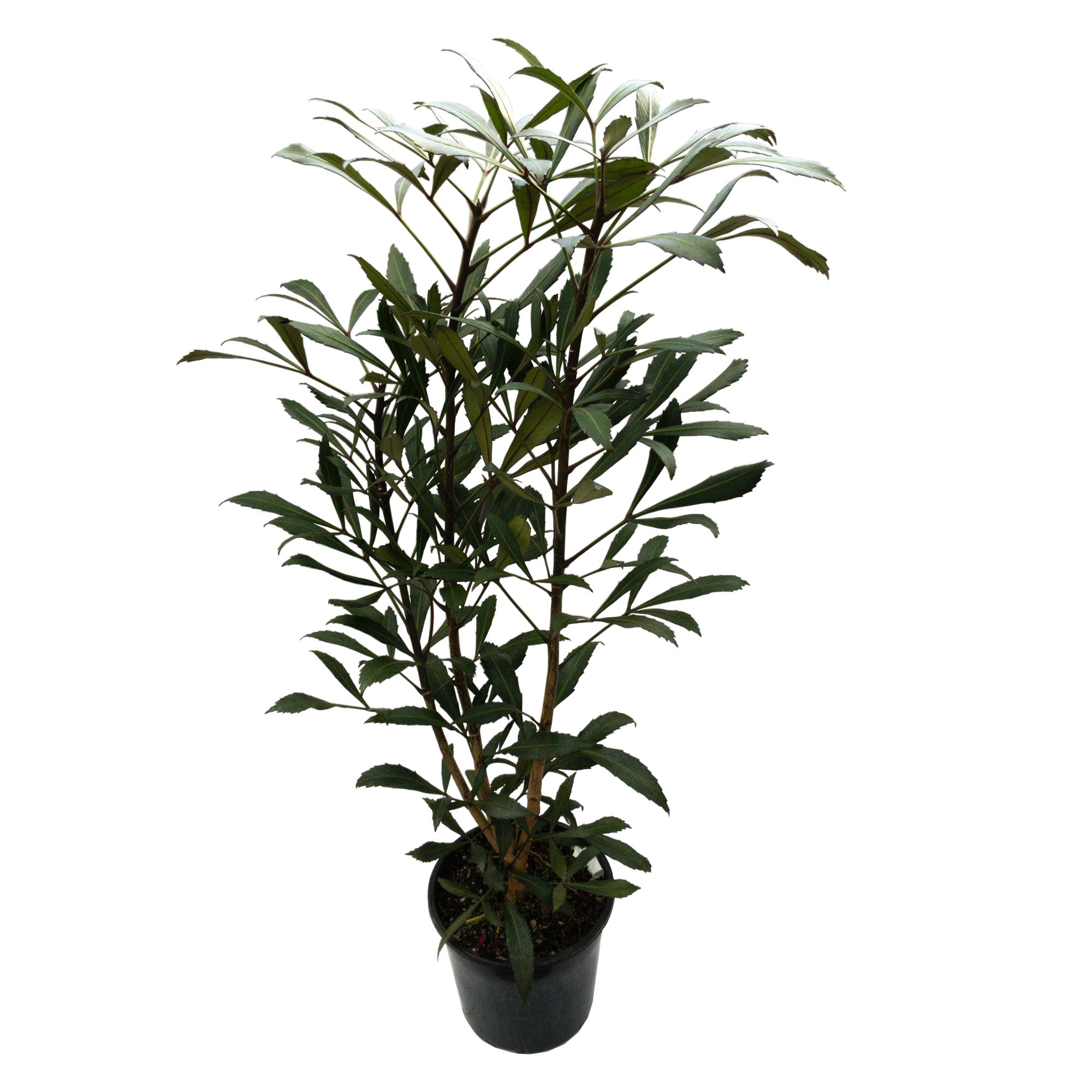 Pseudopanax Lessonii 'dark Star' (five Finger) - 4l