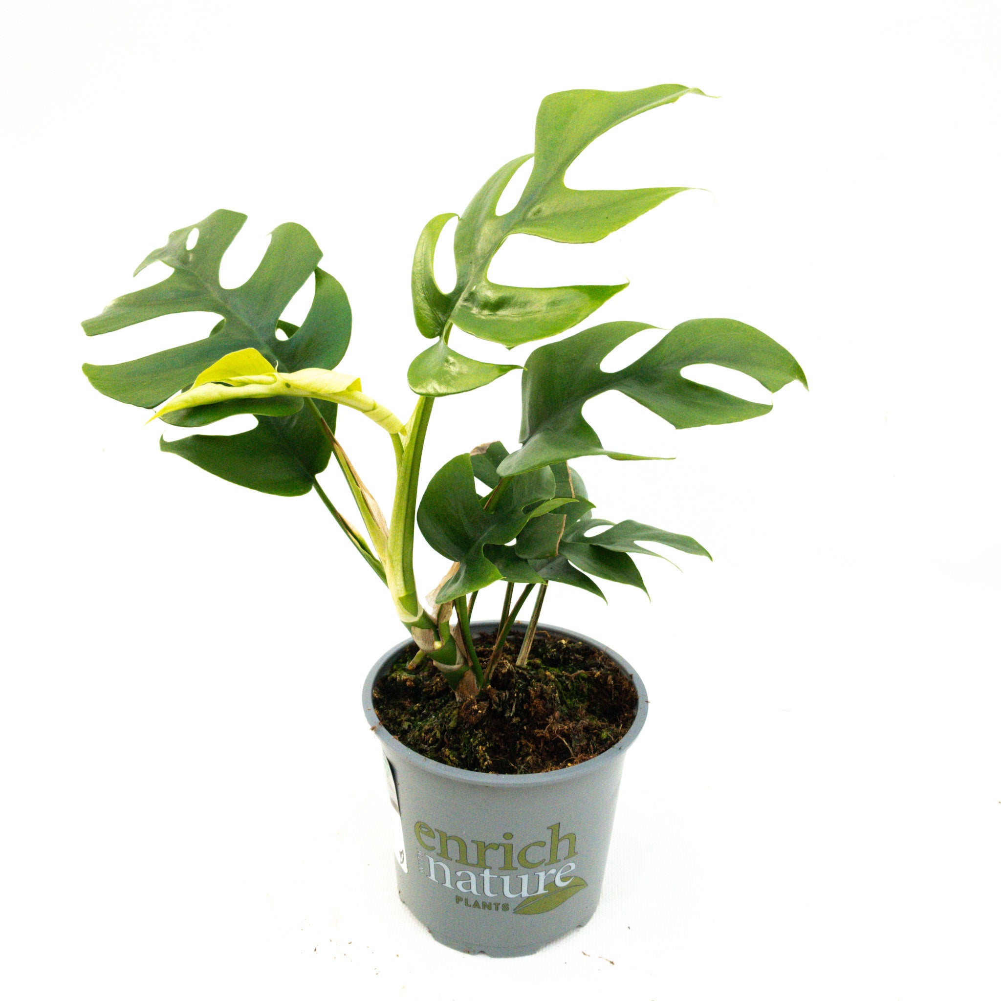 squamiferum philodendron Philodendron squamiferum (young plant) main image 1