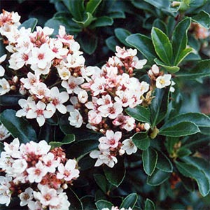 Rhaphiolepis Fergussonii 'fergussonii' (indian Hawthorn) - 2.5l