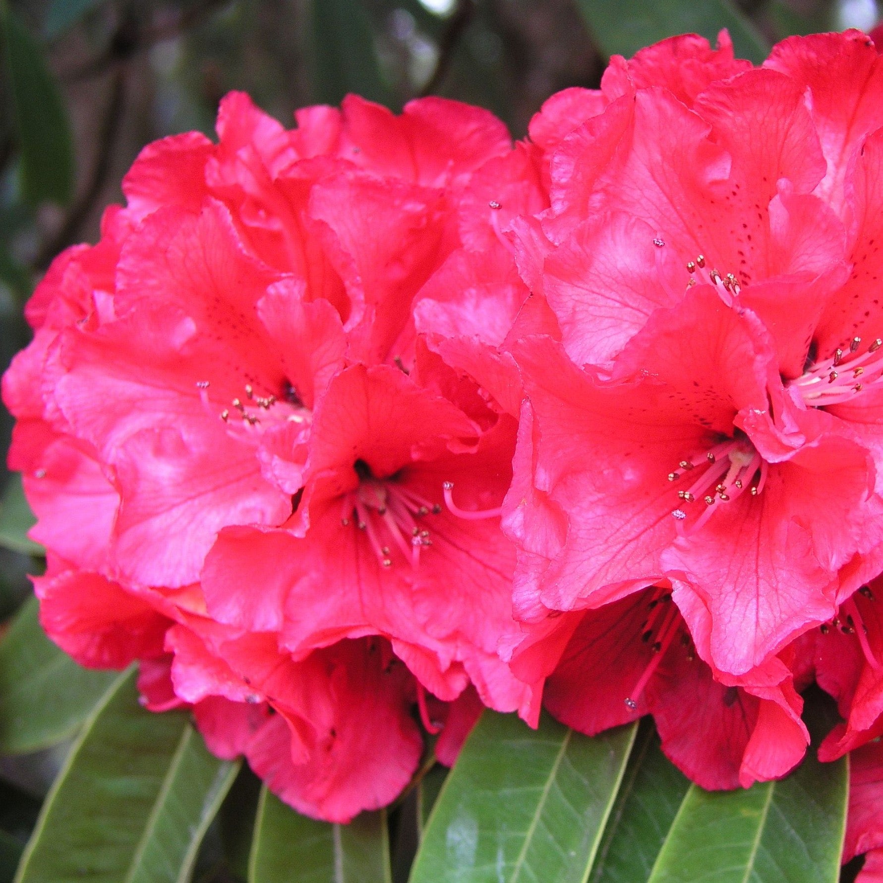 Rhododendron Tree Nz