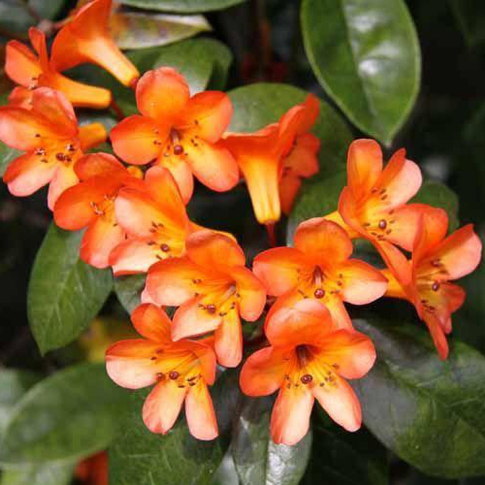 Rhododendron Vireya 'golden Charm' (vireya) - 3.3l | Shrubs | Kings Plant  Barn | NZ Garden Centres, Shop Online, Cafes