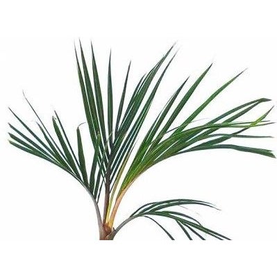 Rhopalostylis Sapida 'chathamica' (chatham Island Nikau) - 5.5l