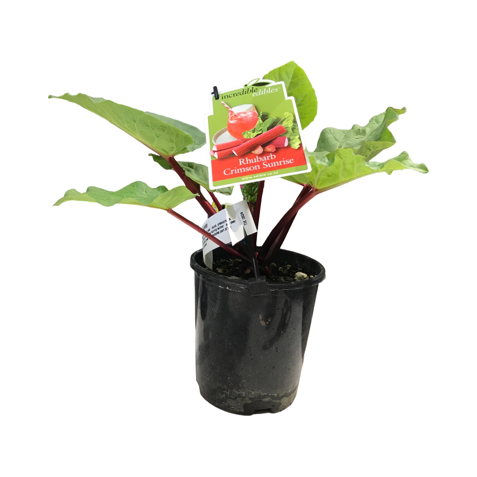Rhubarb 'crimson Sunrise' - 1.9l