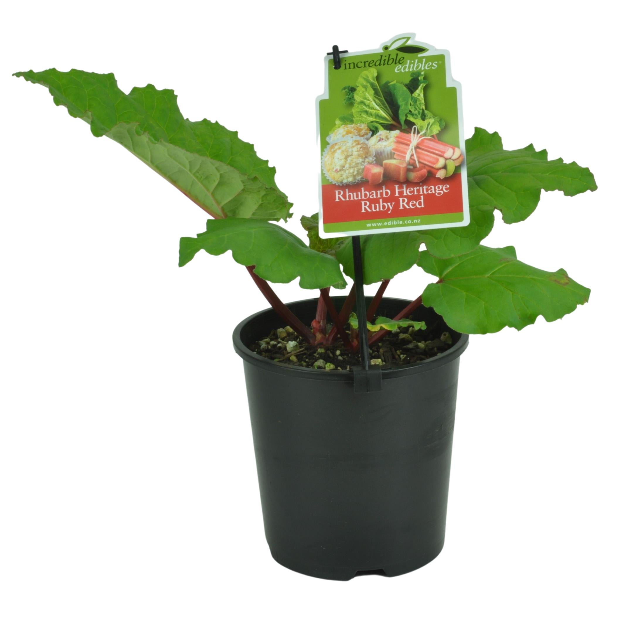 Rhubarb Heritage Ruby Red - 1.9l