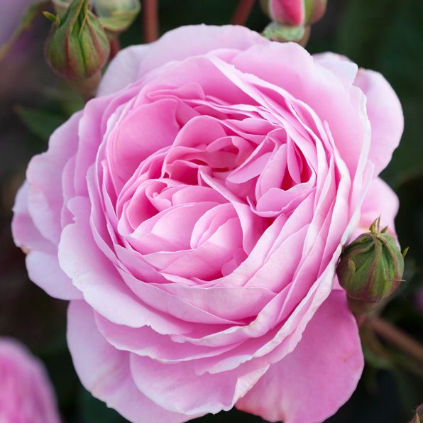 rose-bush-pink-ribbon-47l-