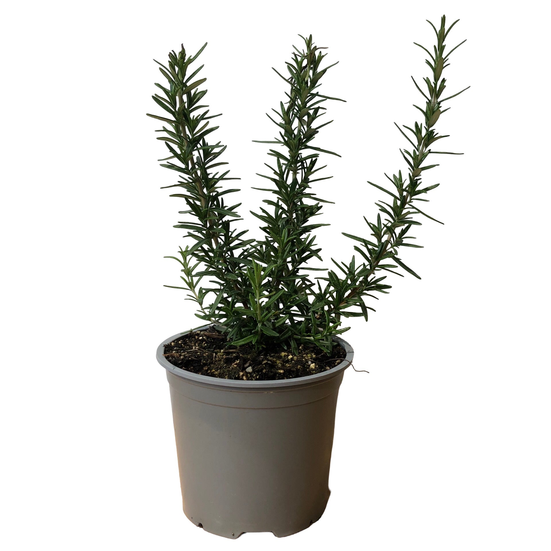 Rosemary Upright -ready To Go 1.5l