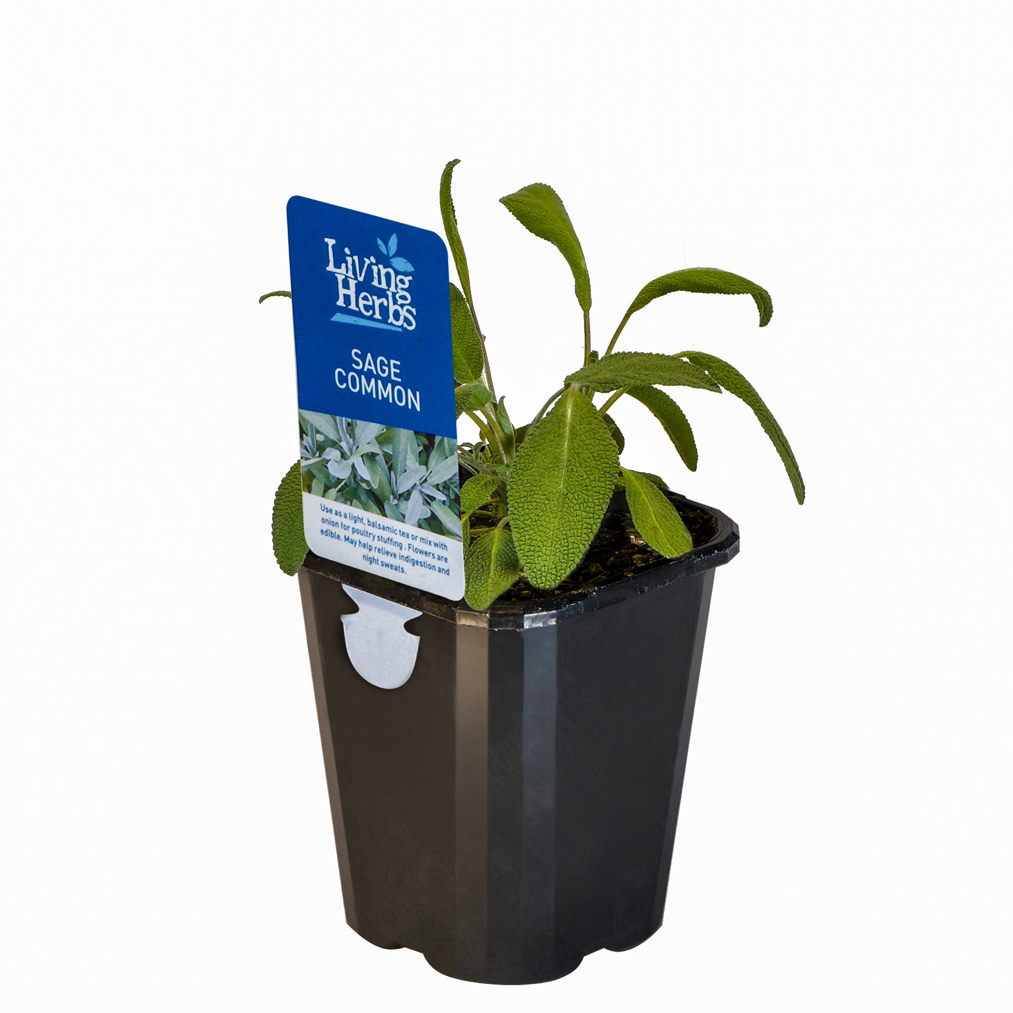 Sage Common - Small Herb 10cm