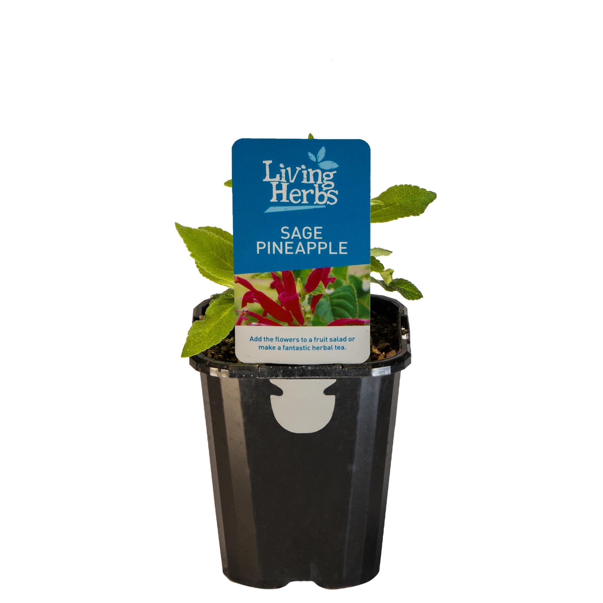 pothos pot Pothos 'Golden' 8" Pole