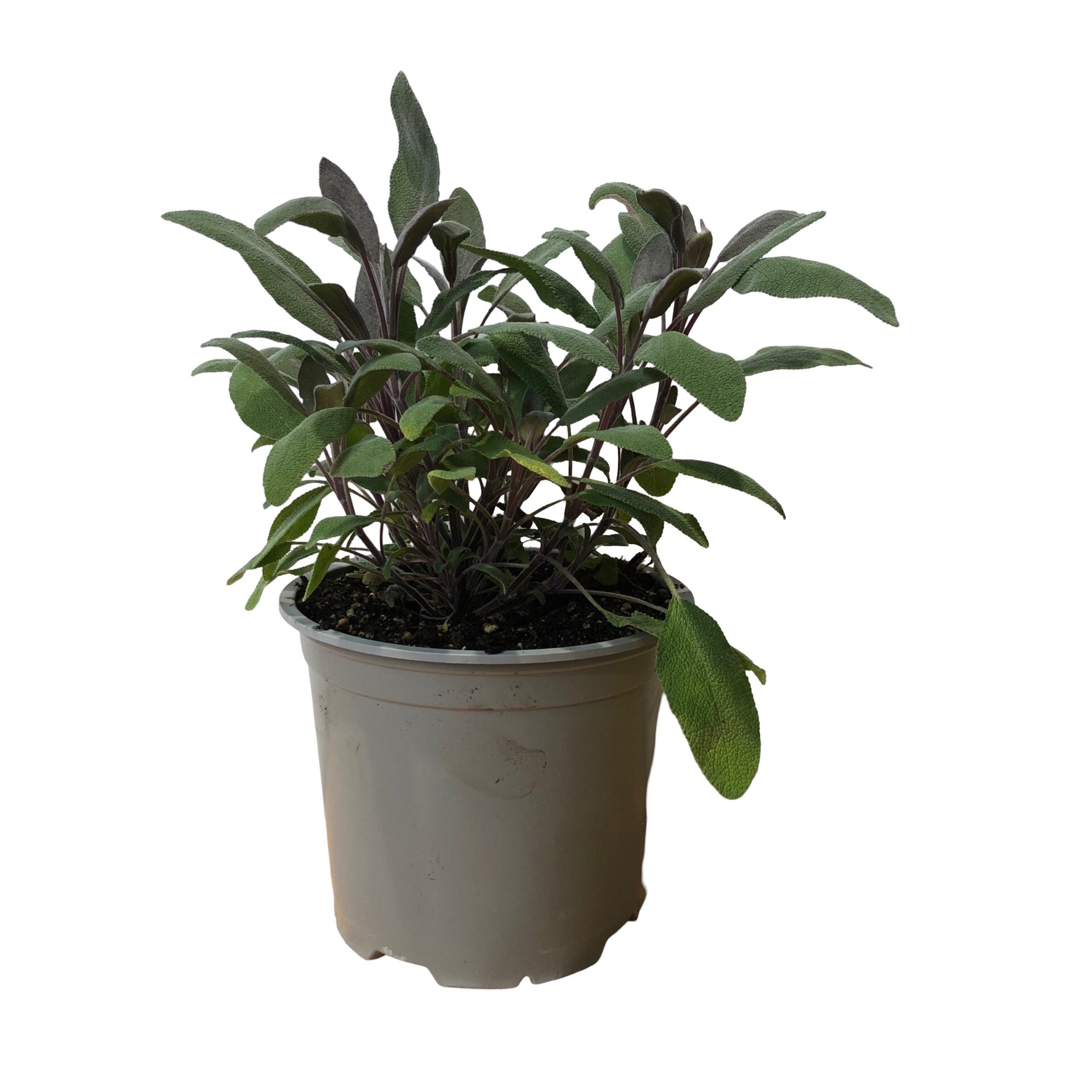 Sage Purple - Ready To Go 1.5l
