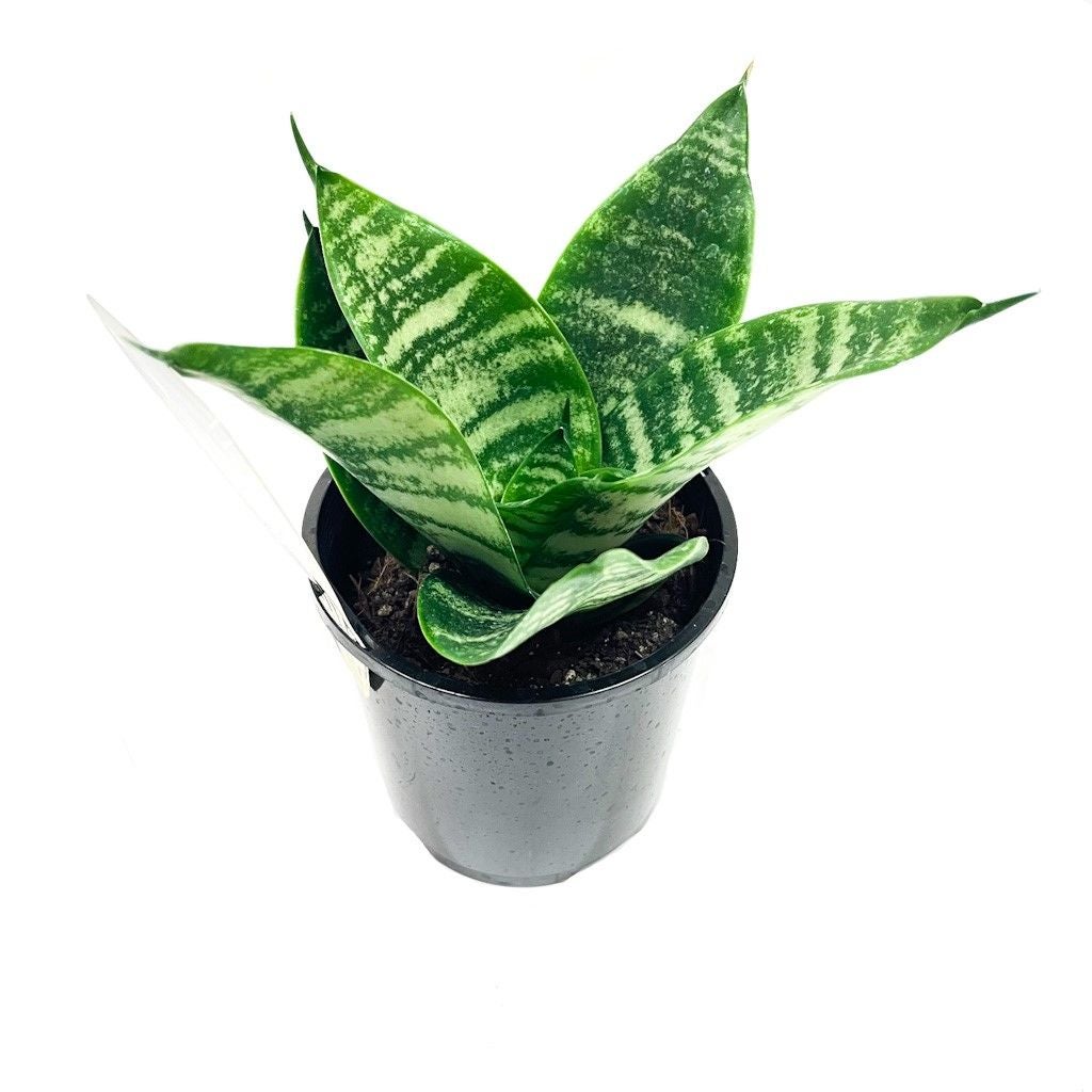 Sansevieria Hahnii (snake Plant) - 100mm