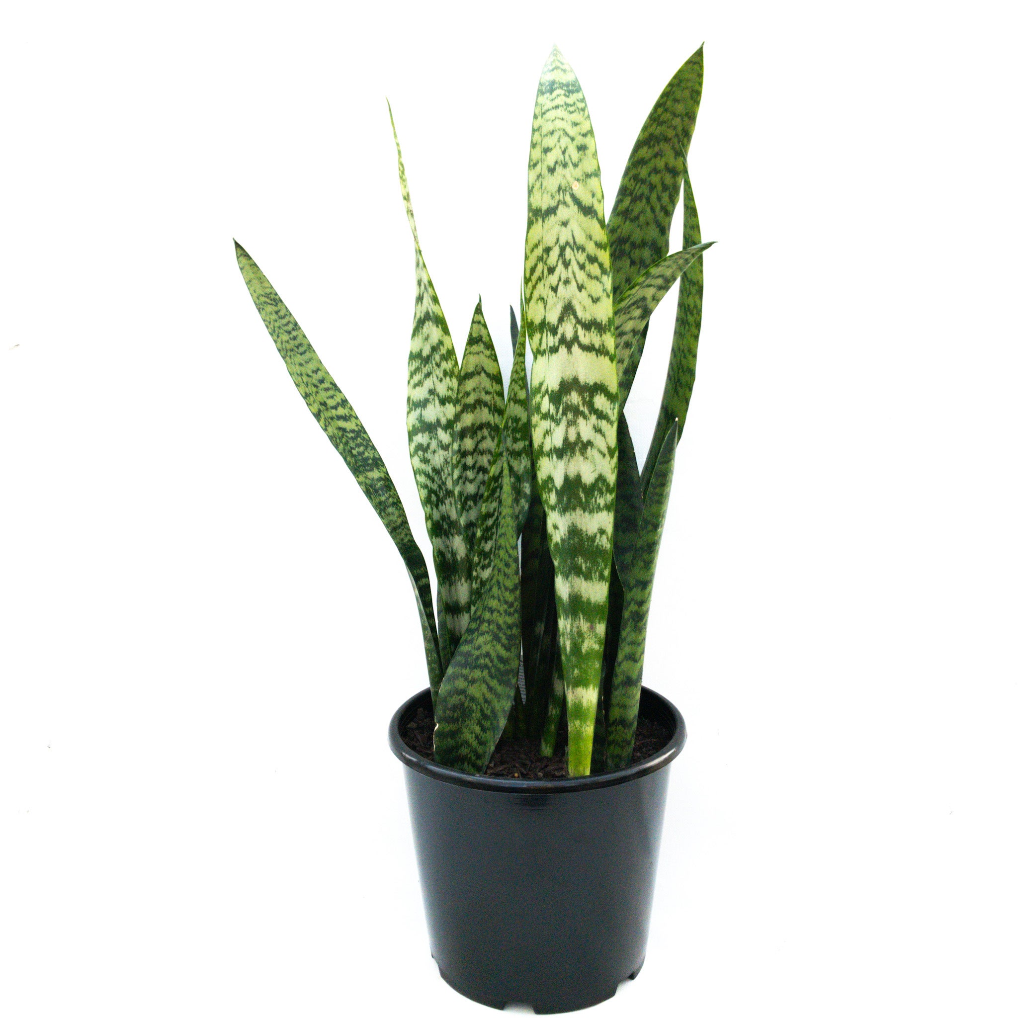 san pedro cactus echinopsis pachanoi Echinopsis pachanoi 