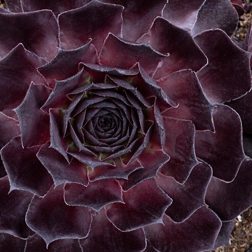 Sempervivum Supersemps® Onyx 1.9l E Pvr