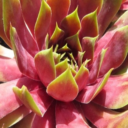 Sempervivum Supersemps® Orange Amber  1.9l E Pvr