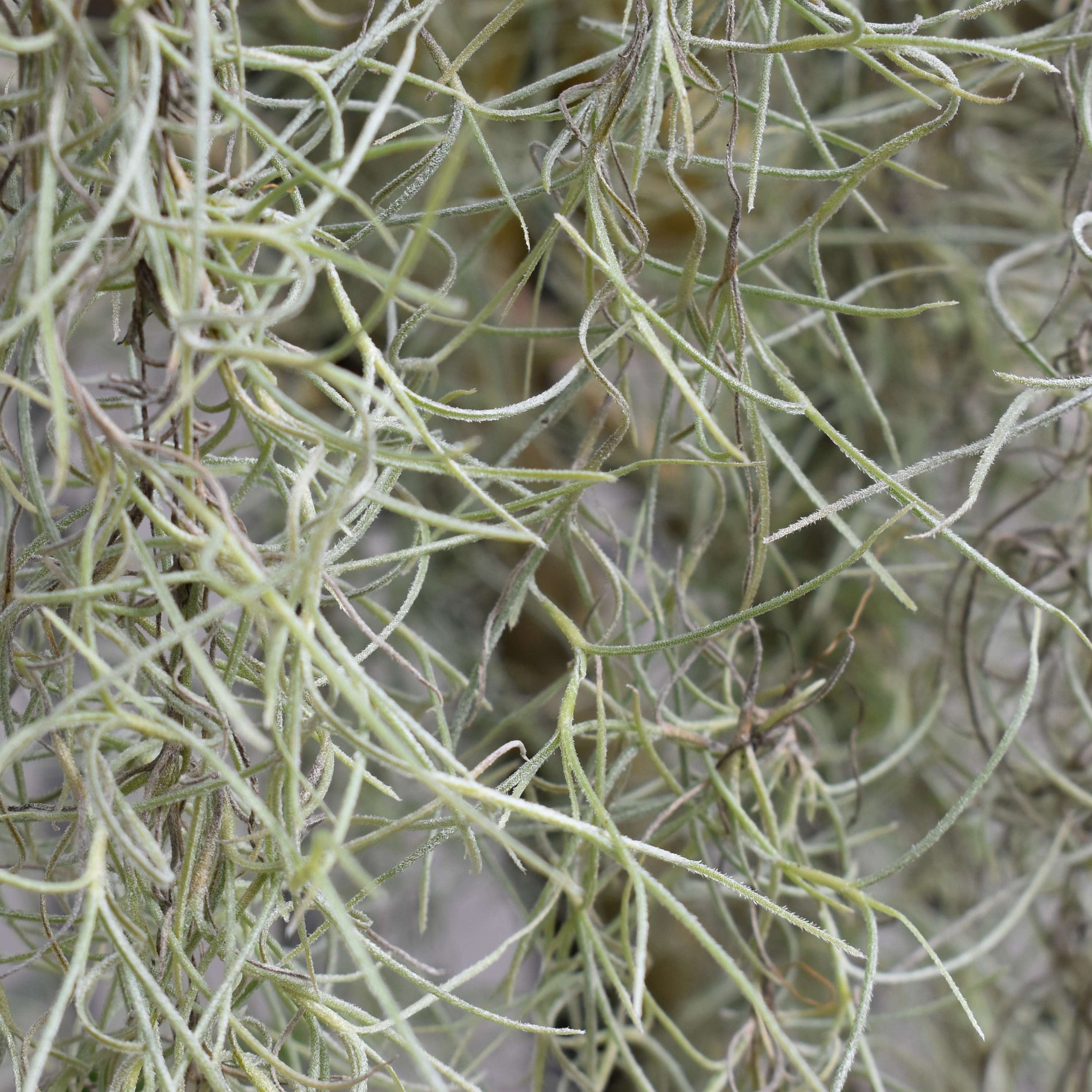 Spanish Moss