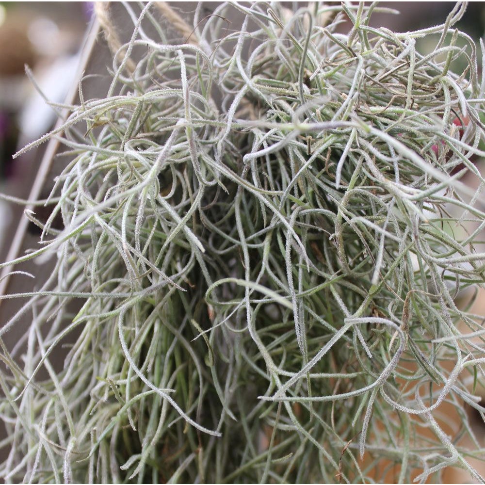 Spanish Moss