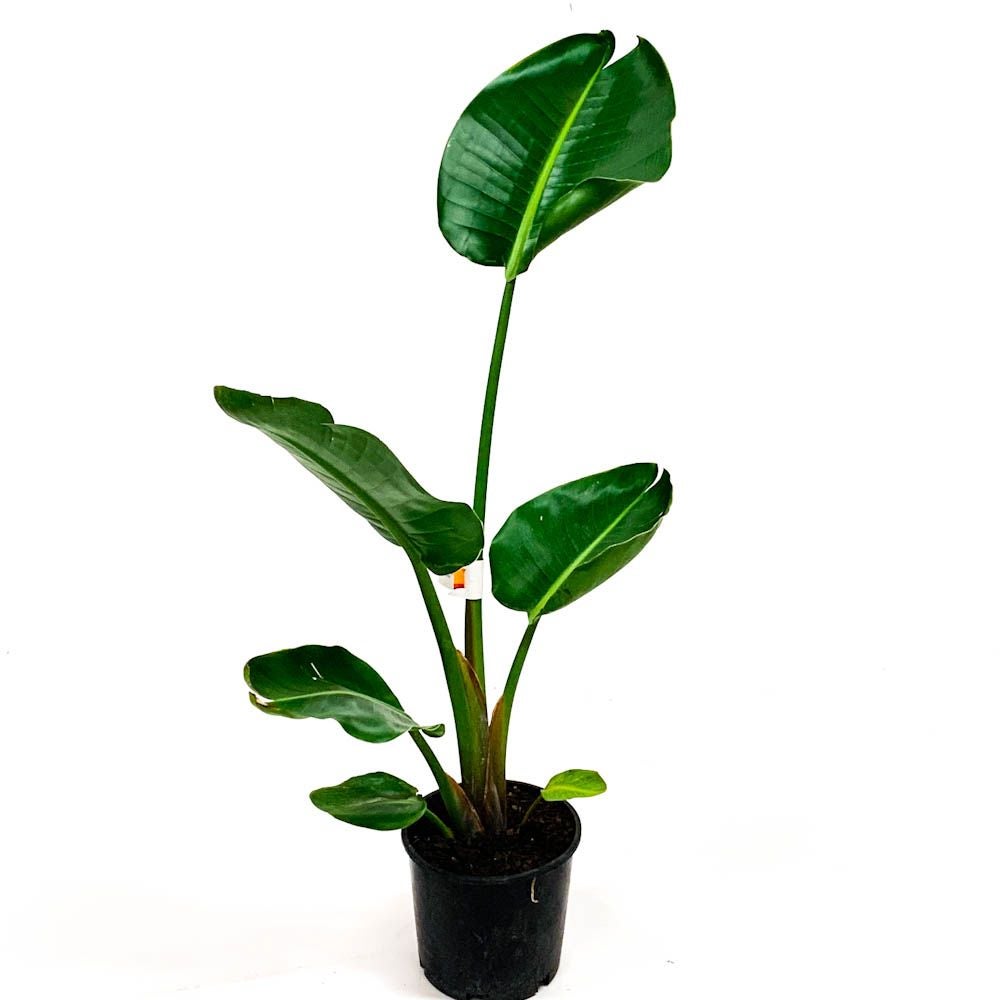 Kings Strelitzia Nicolai (bird Of Paradise) - 2.5l